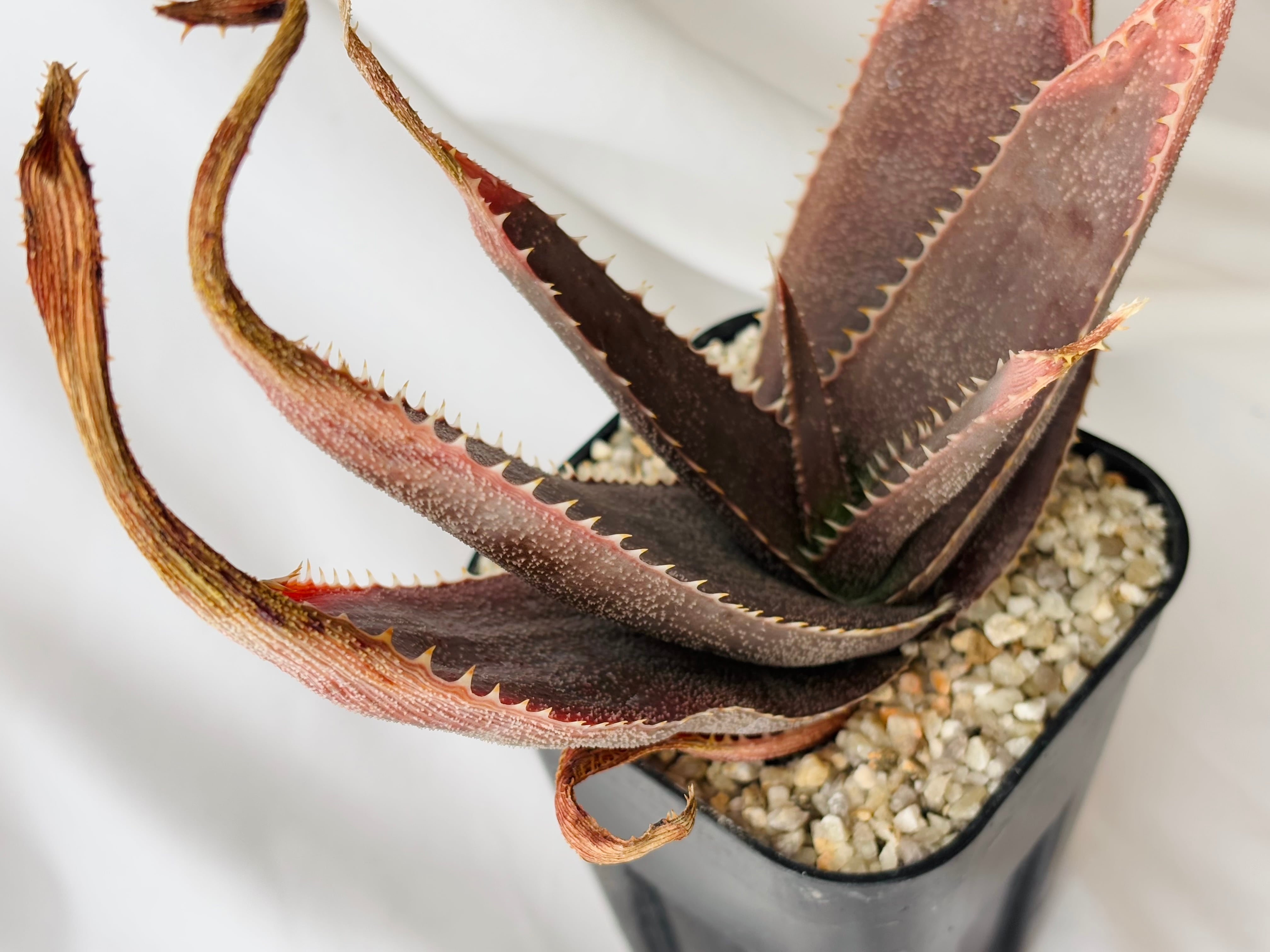 Aloe thorncroftii アロエ ソーンクロフティ 多肉植物 | plants MARU