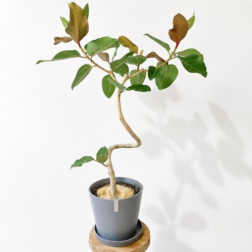 【Premium Plants】沖縄産 登録品種｜フィカス・ベンガレンシス「ジョイハート」7号 鉢カバー付き calm cafe