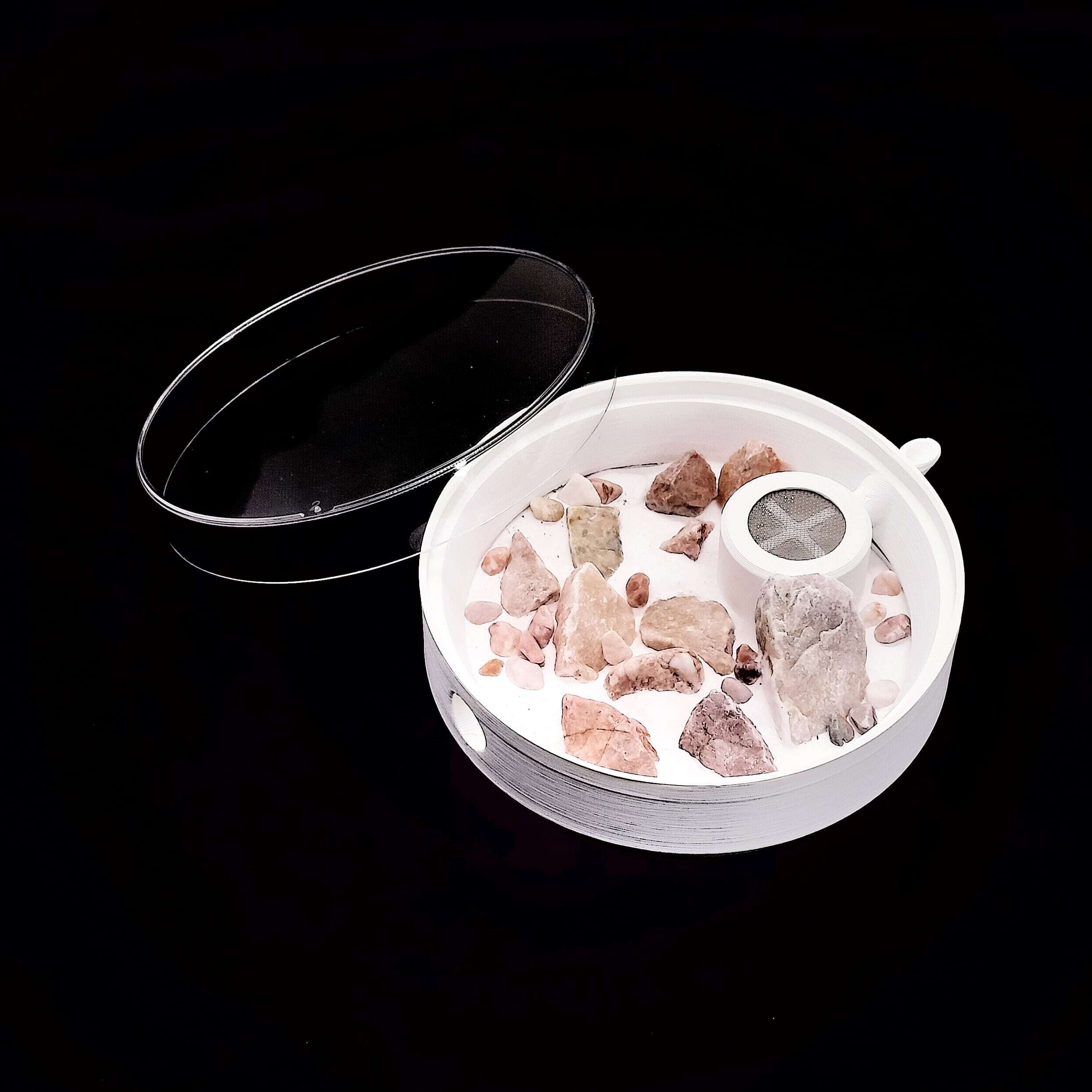 トビイロシワアリ｜女王5匹｜コロニー｜Tetramorium tsushimae | あり