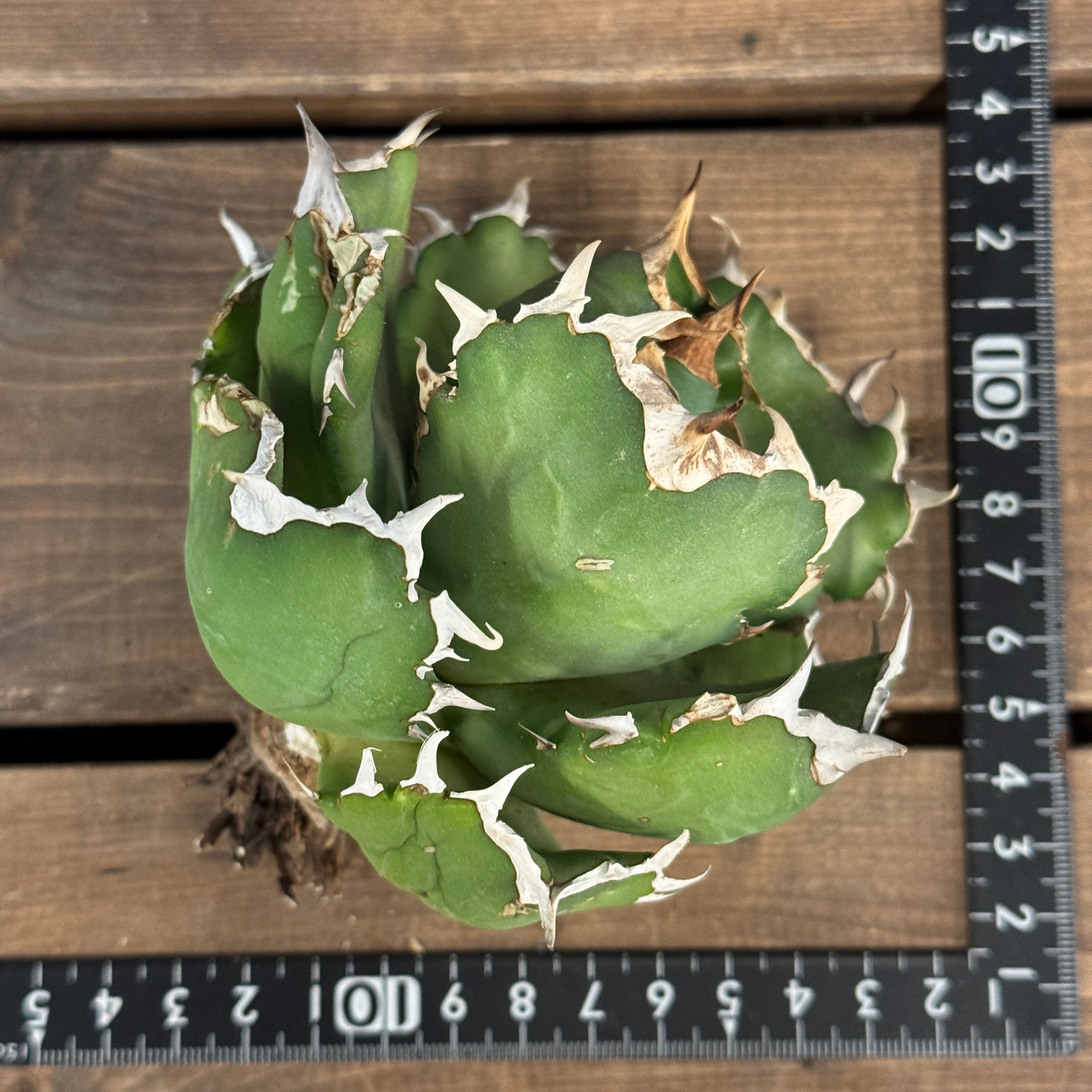 アガベ チタノタ クイーン【1089】 | PROTOLEAF プロトリーフ