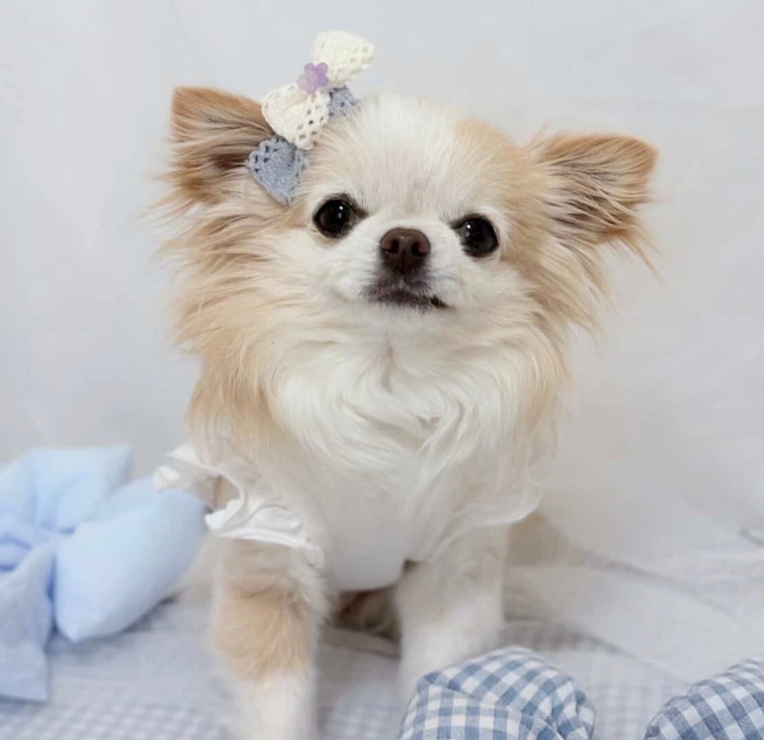 小さな紫陽花ダブルおリボンパッチン