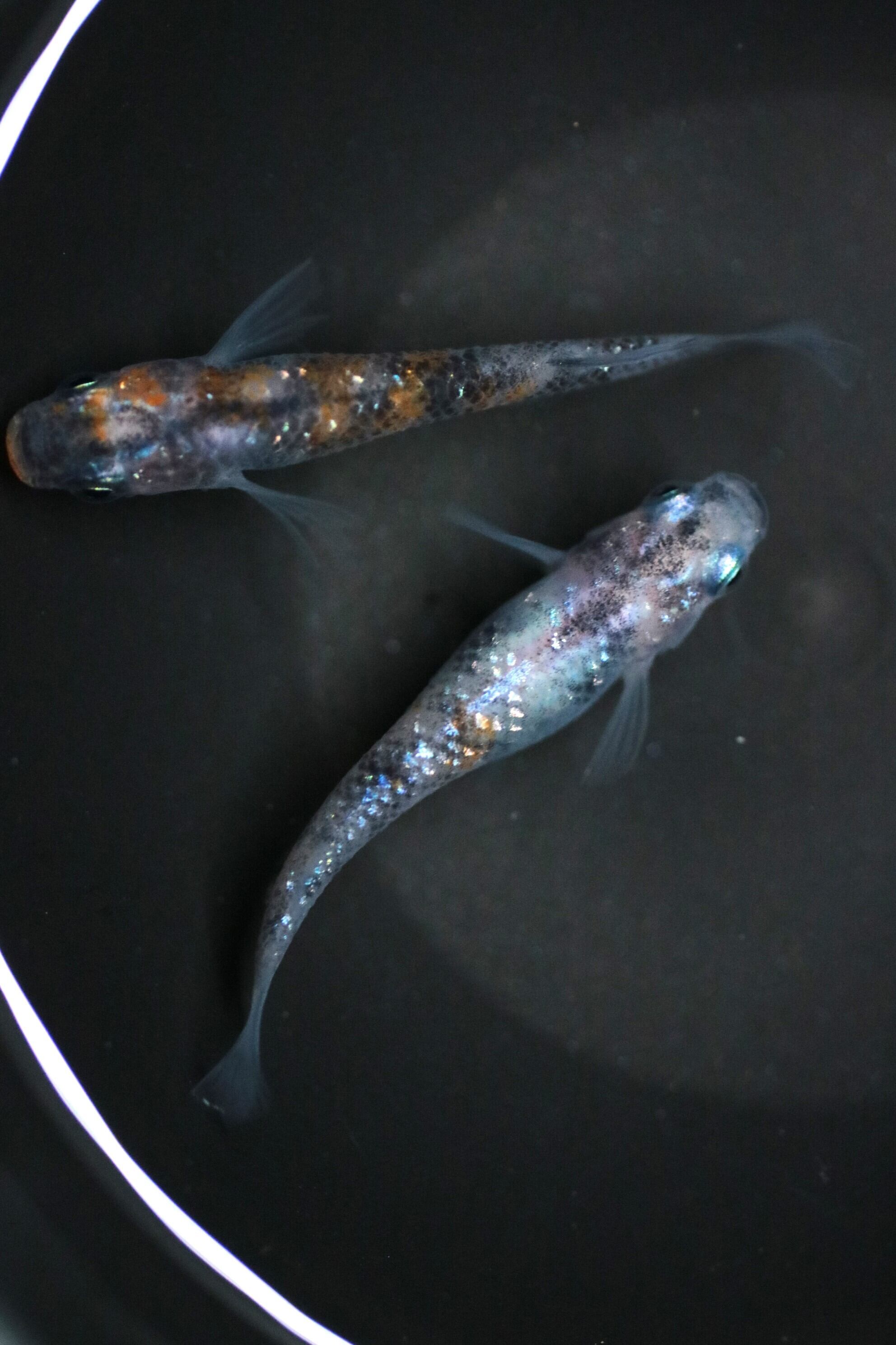 グラデーションラメ2ペア 舞めだか直系 グラデーションラメ2ペア 舞めだか直系