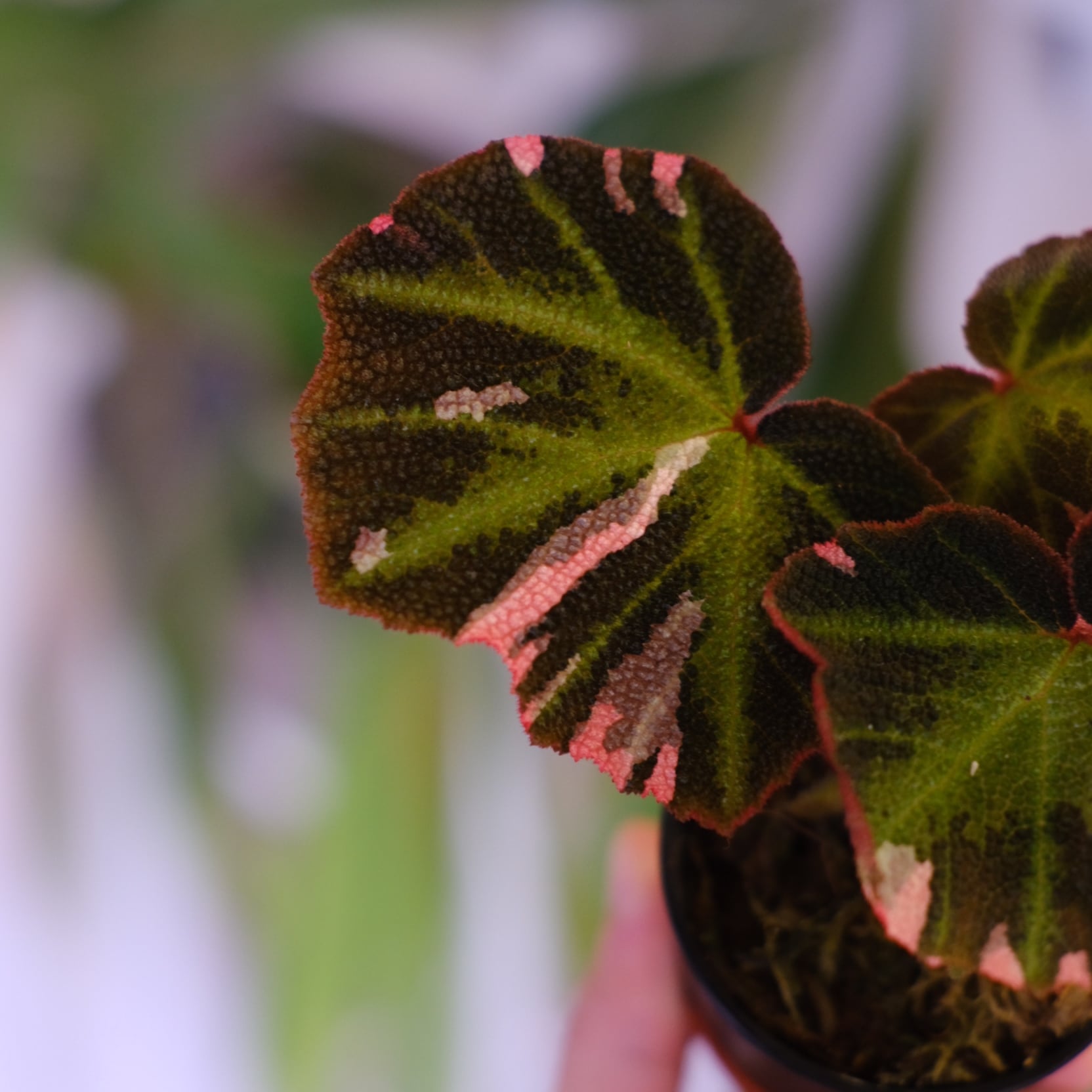 Begonia soli mutata Variegated│ベゴニア ソリムタータ バリエガータ