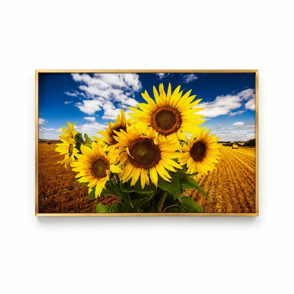 Sunflower Horizon｜ひまわり風景アート 60×40cm ゴールドフレーム仕様