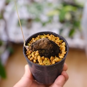 Stephania kaweesakii / ステファニア カウィーサキー㉖/ 観葉植物
