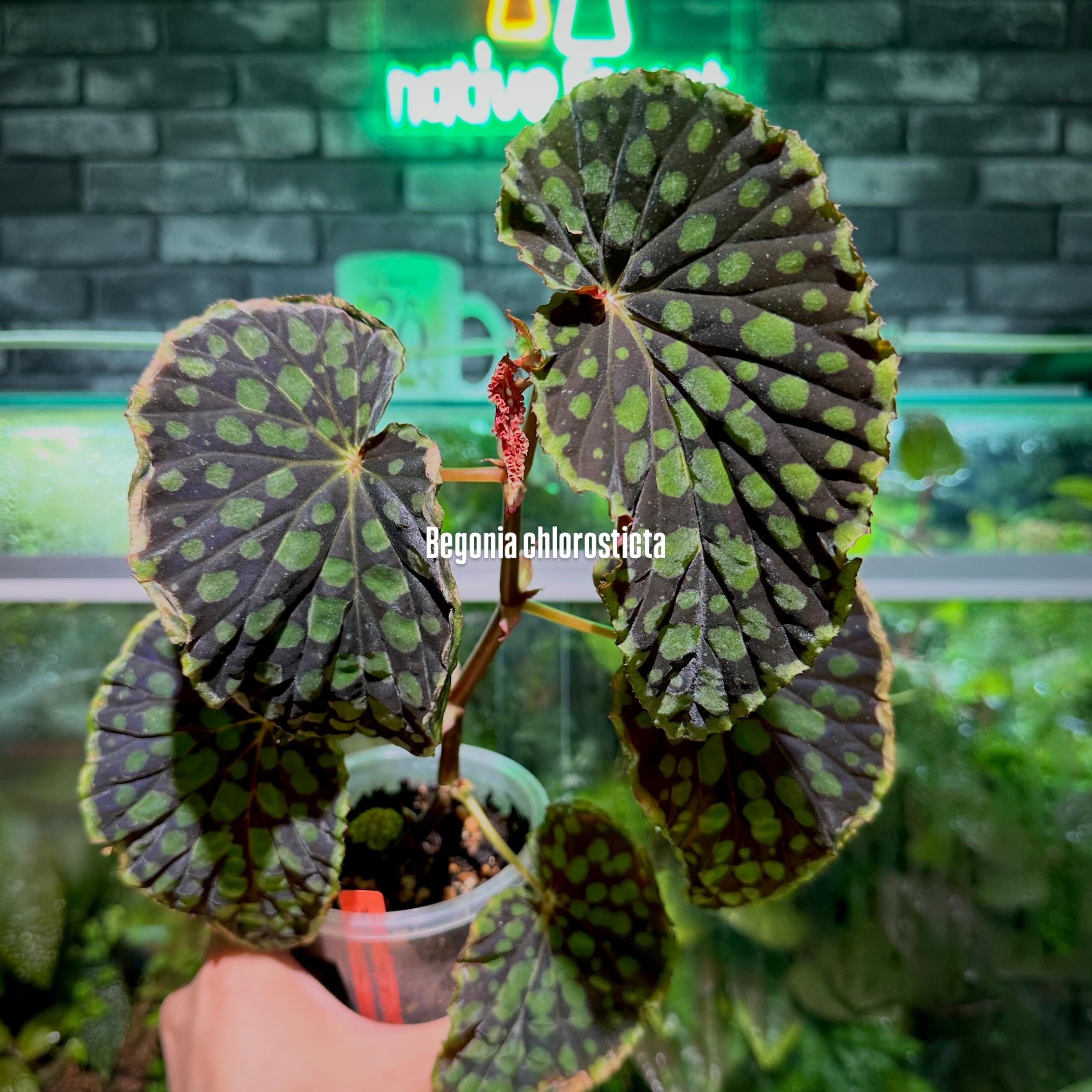 Begonia sp. Sumatera utara | ベゴニア専門 オンラインショップ