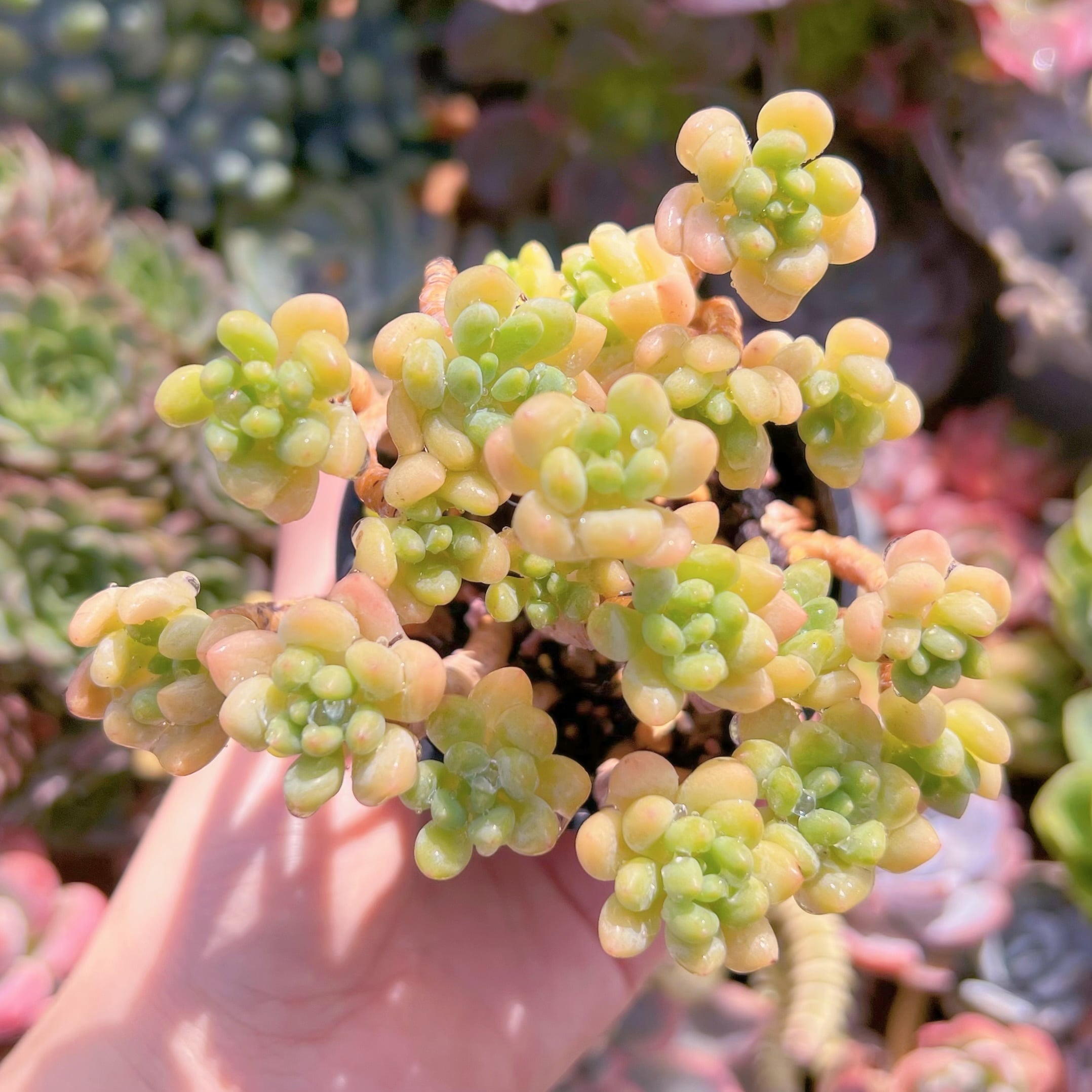 現品　ピンクロココ#F075　るる農園