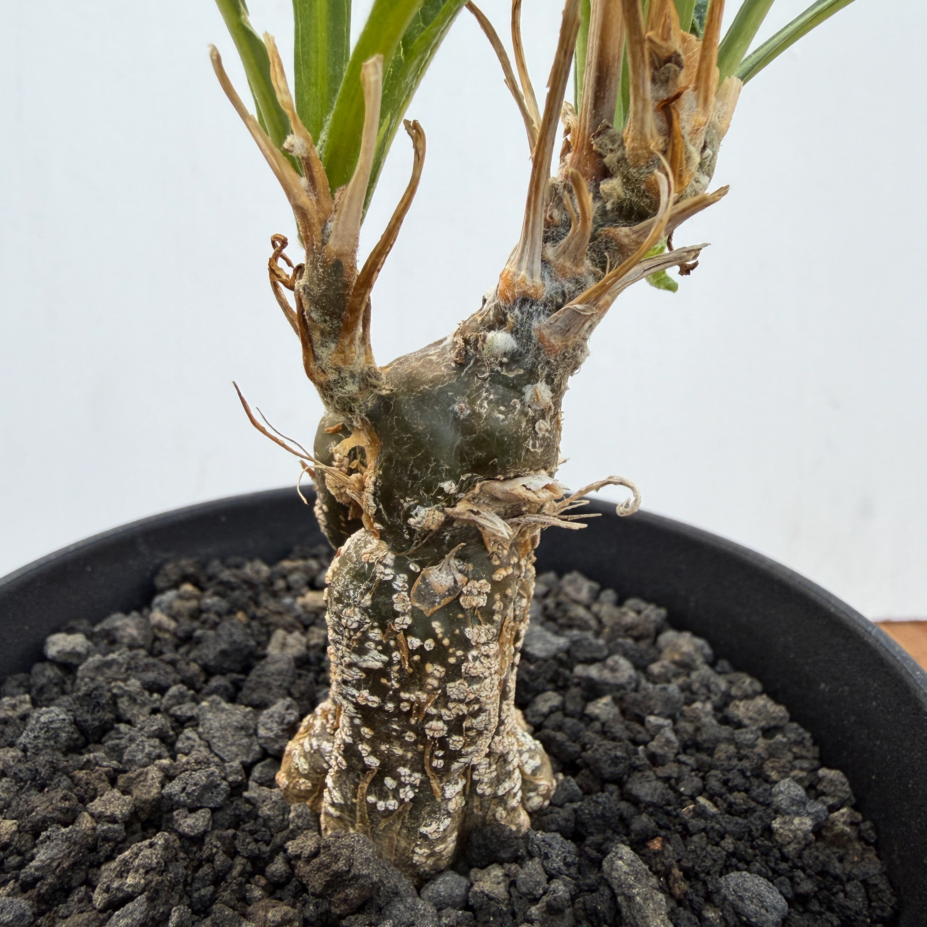Cephalopentandra ecirrhosa【ケファロペンタンドラ・エキローサ