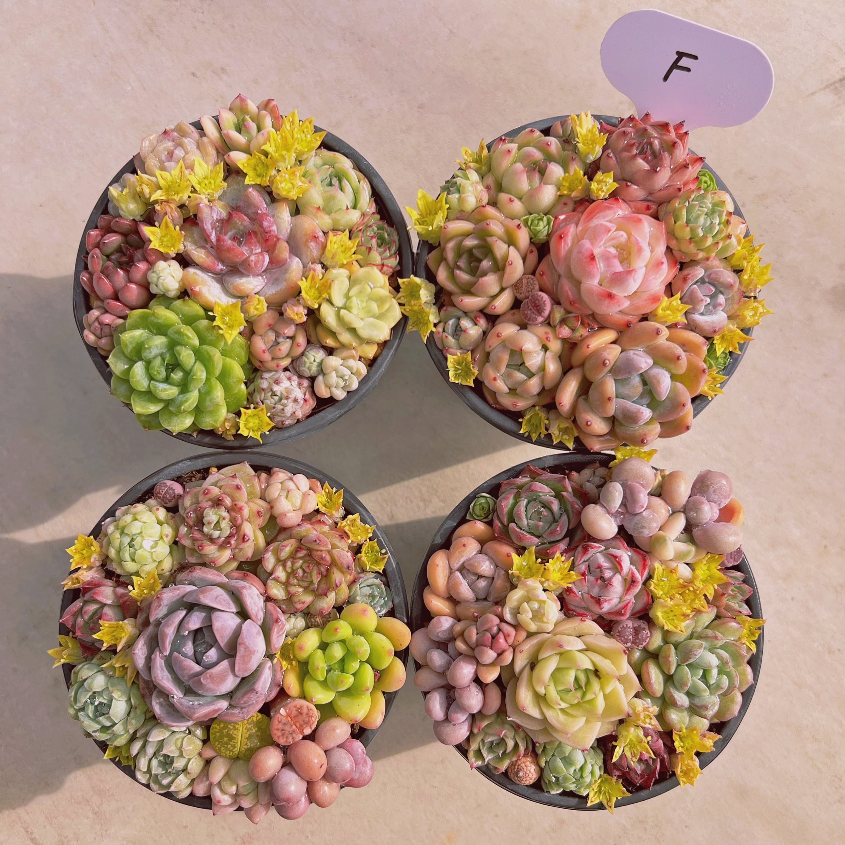 セットF(るる農園base販売会)