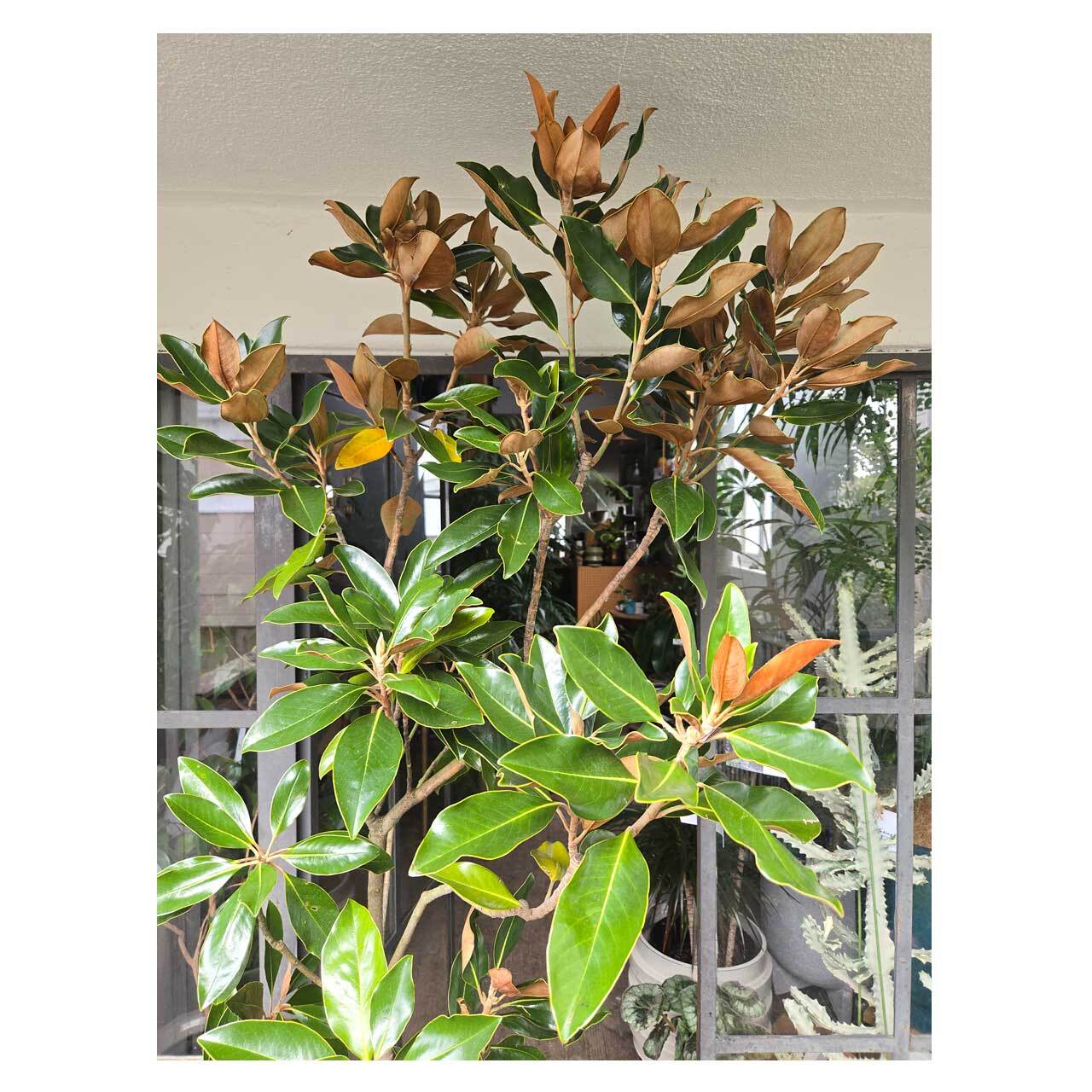 Magnolia grandiflora 'little gem' | Seeding