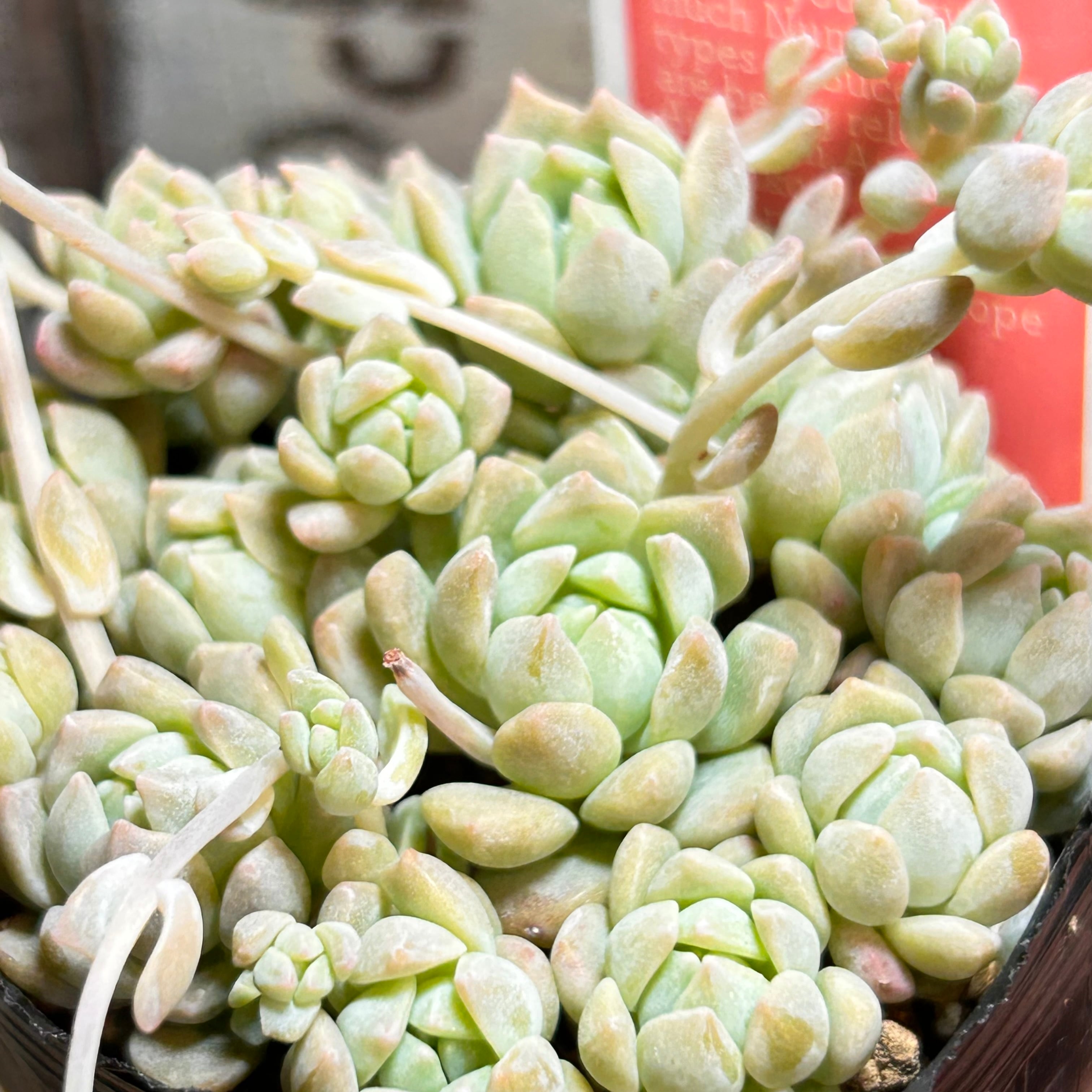 T)カメレオンヘルメット | RuPo 多肉植物専門店
