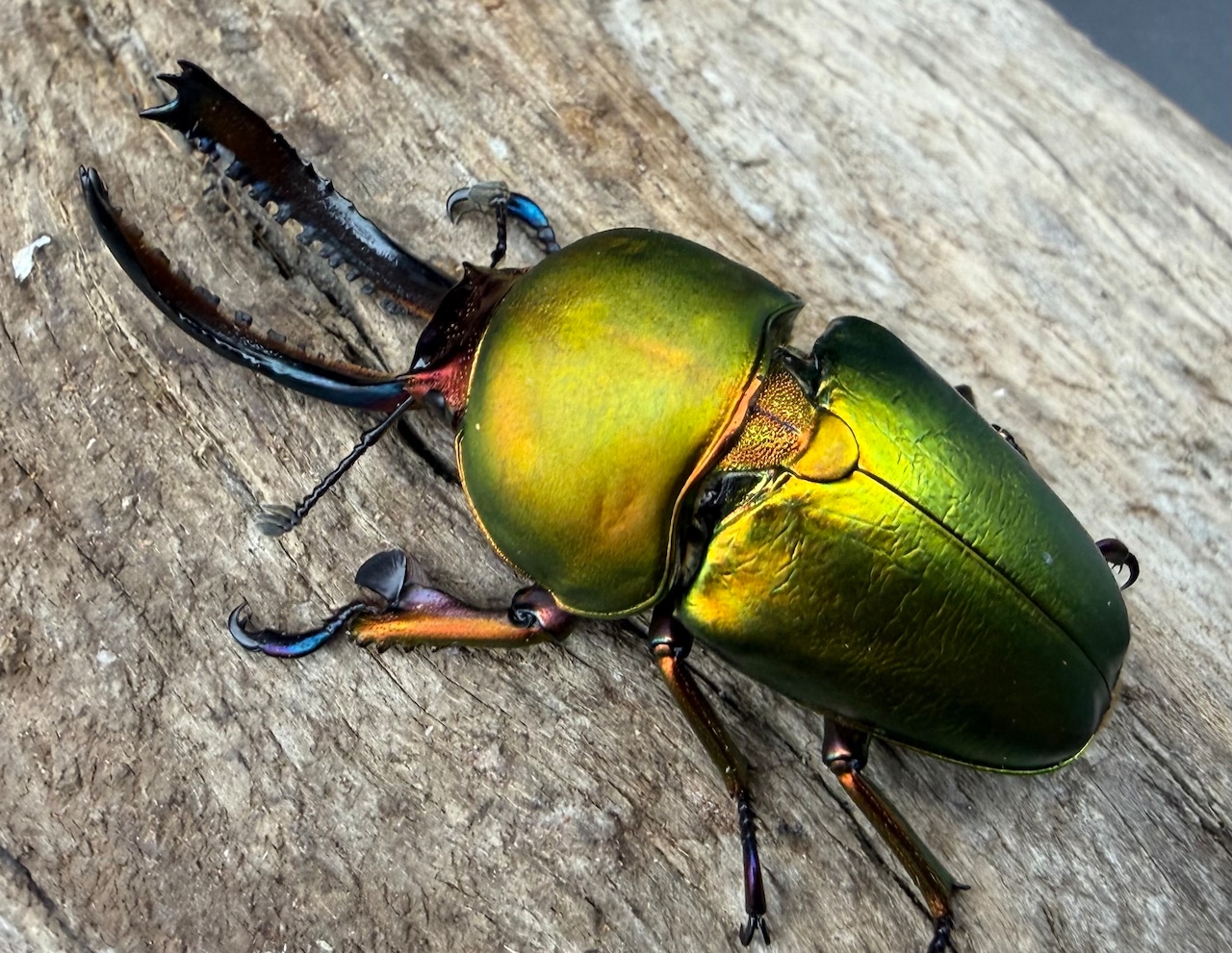 【WD】《パプアキンイロクワガタ 49.5mm ペア》