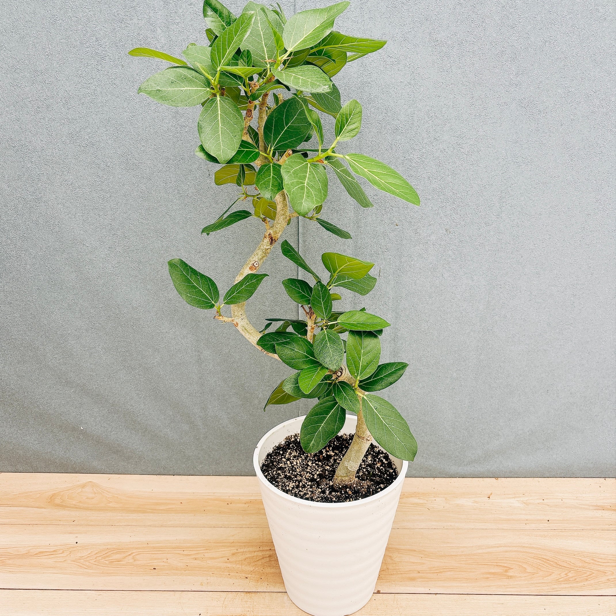 ［現品］7番　フィカス　ベンガレンシス　曲がり 8号　観葉植物　室内　ゴムの木 現品］7番 フィカス ベンガレンシス 曲がり 8号 観葉植物 室内 ゴムの