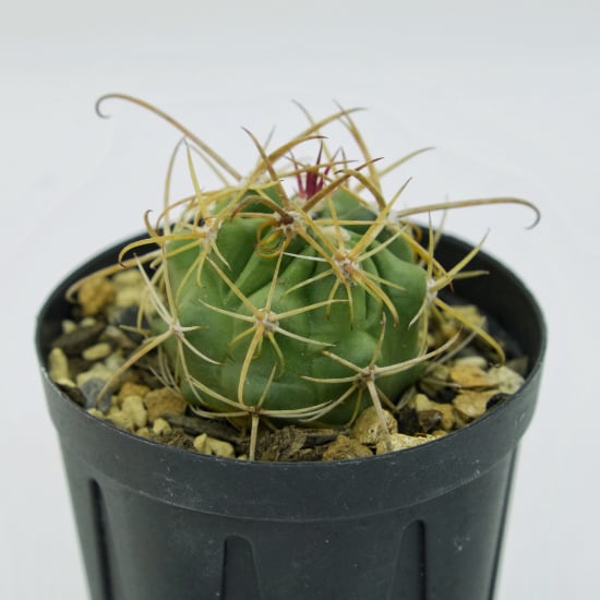 多肉植物 | G・LABO shop