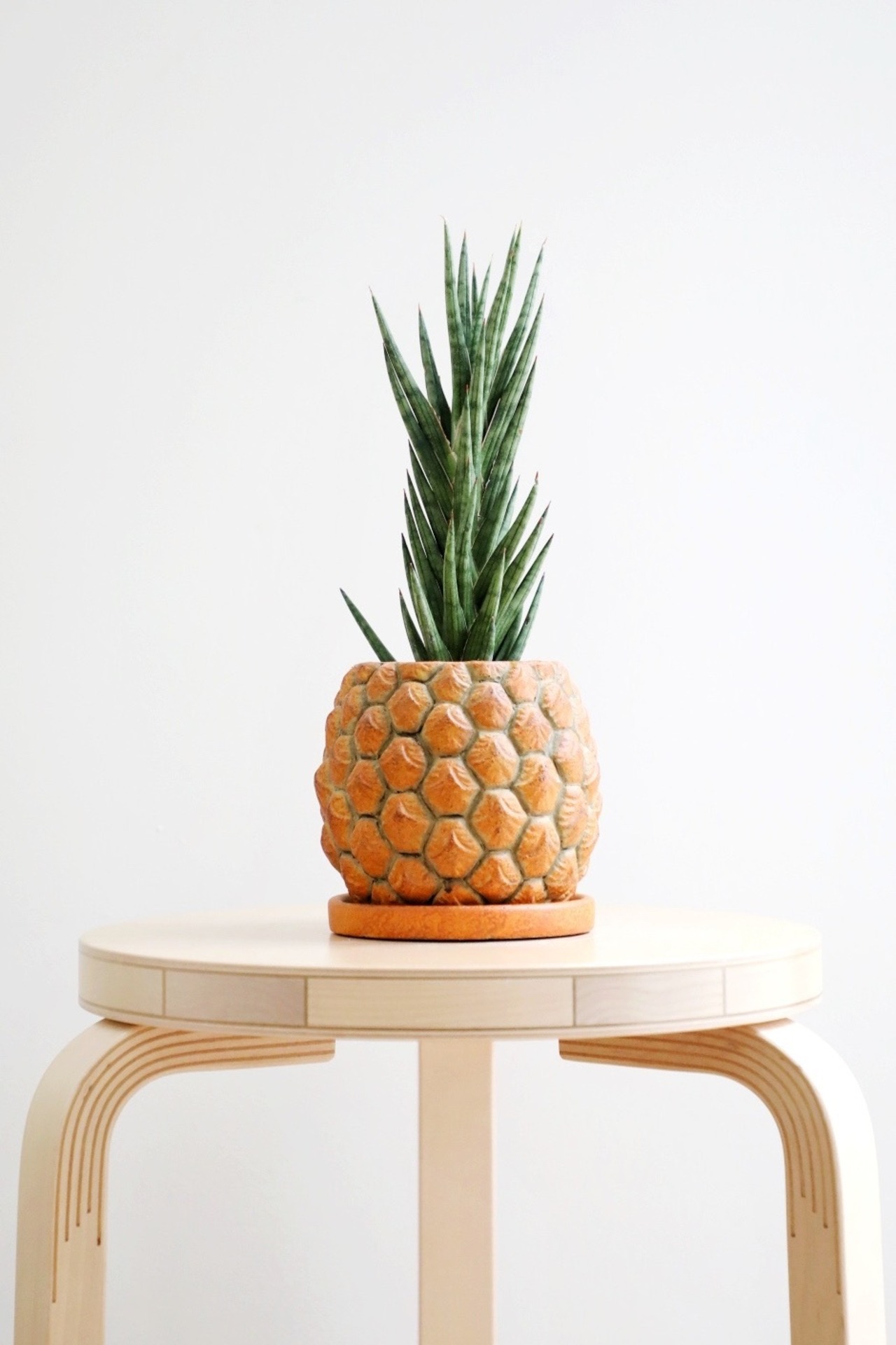 【S】サンスベリア フランシシー/Sanseveria Francisii