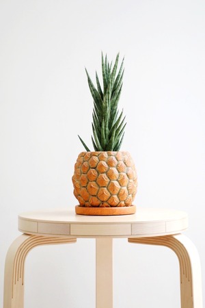 【S】サンスベリア フランシシー/Sanseveria Francisii