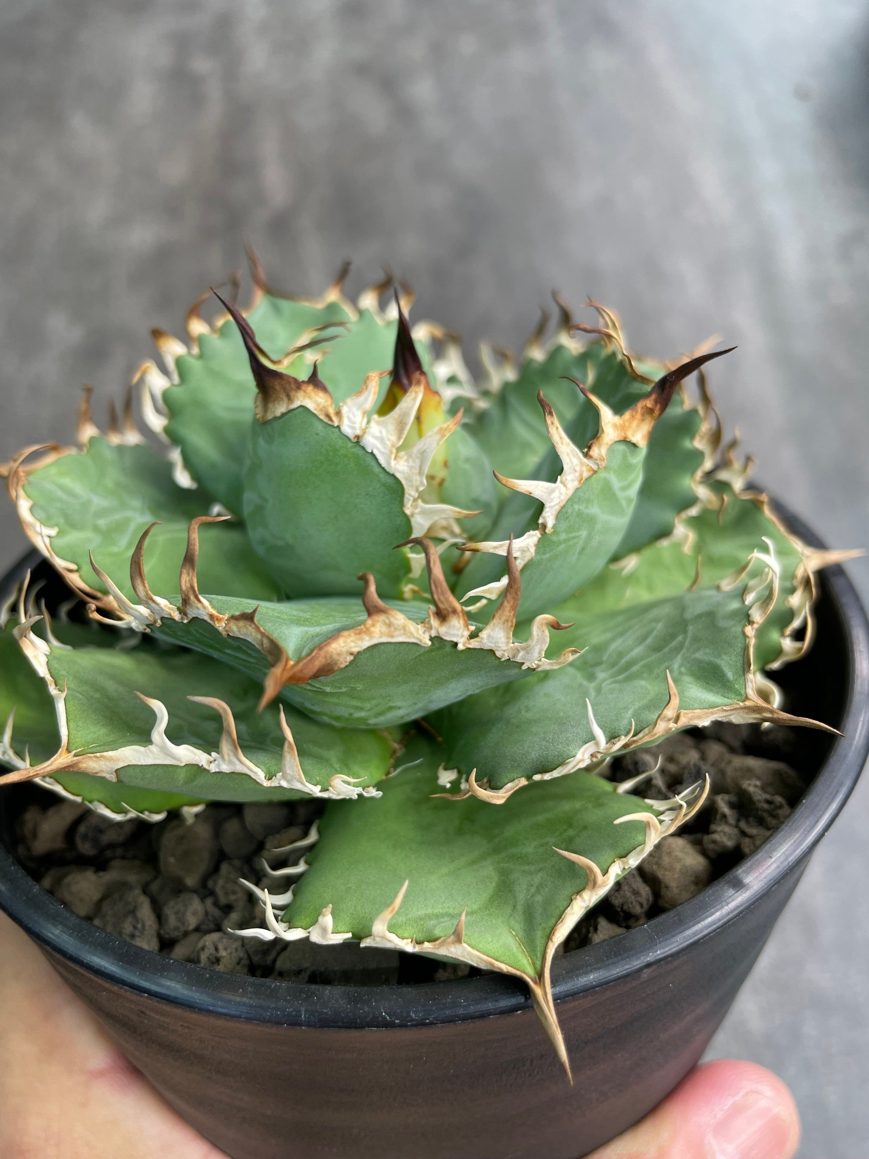 アガベ チタノタ '毒液 ' Venom ヴェノム | inco堂植物園