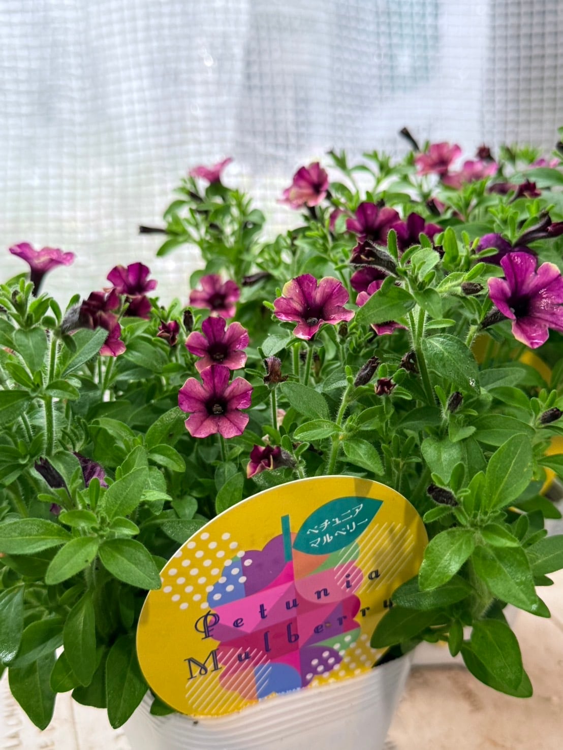 送料無料 花日和さんのペチュニア6ポットセット | 寄せ植え屋ゆっこはん