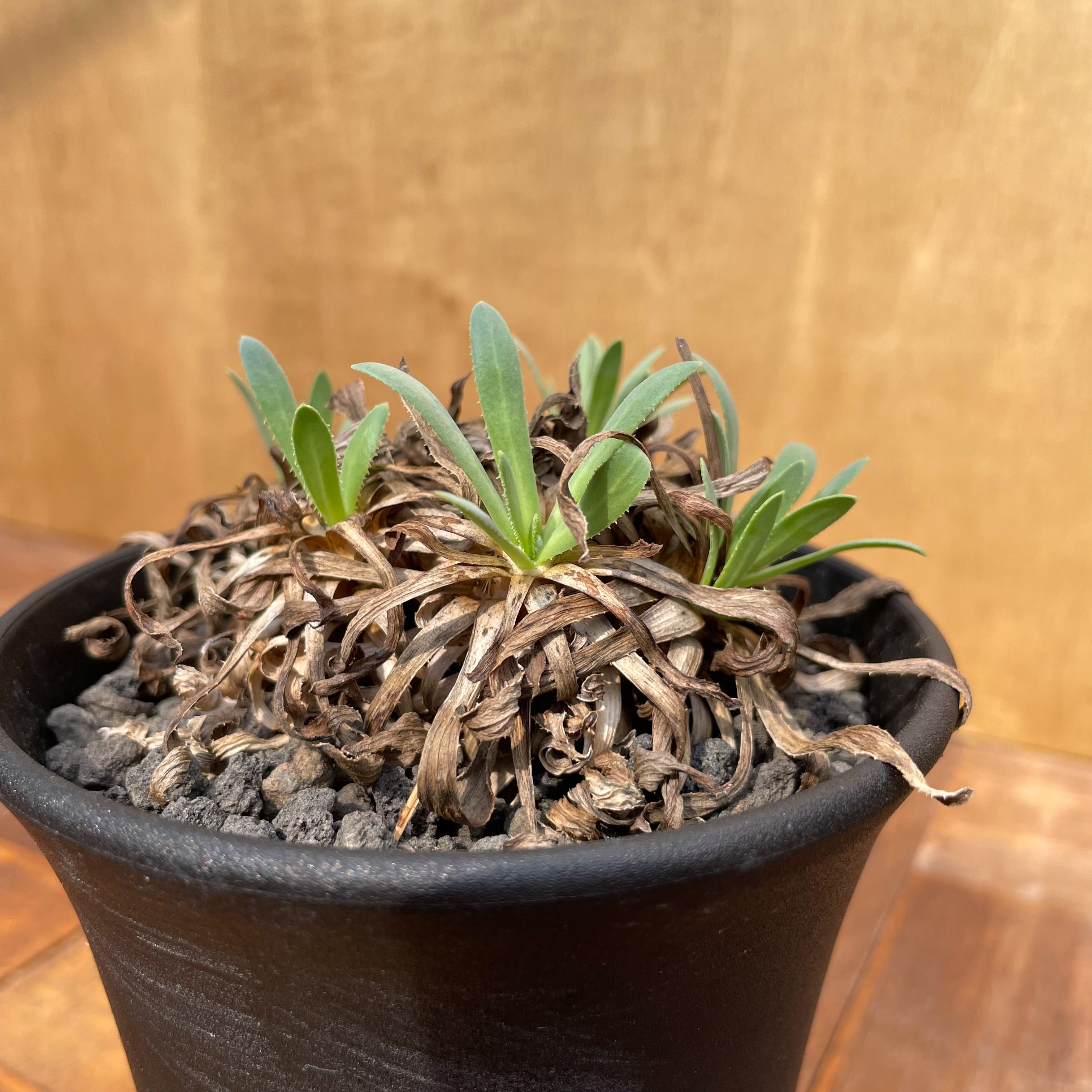 Othonna retrorsa【オトンナ・レトロルサ・実生】 | RIMO'S GREEN