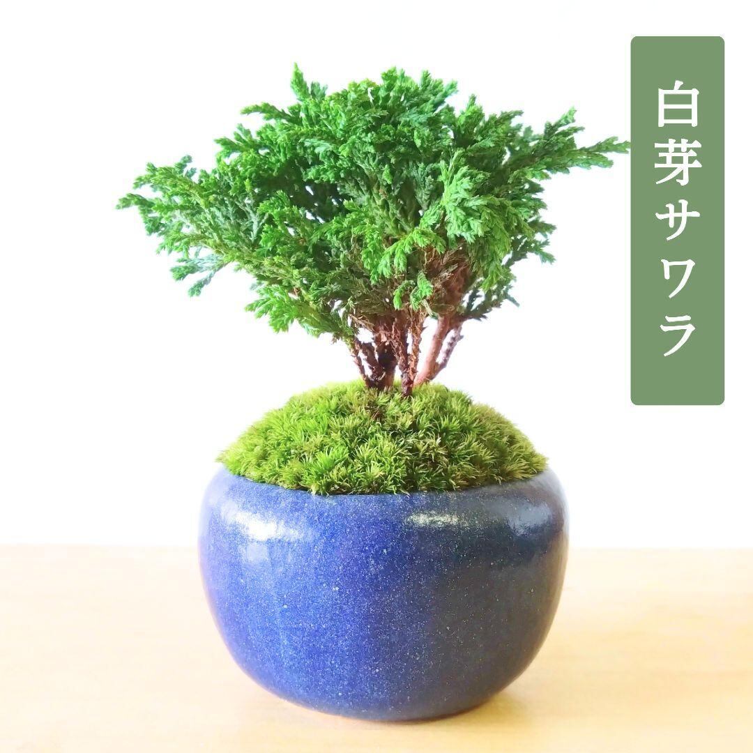 POTOCO 唐楓 カエデ 通天楓 観葉植物 陶器鉢 盆栽 小品盆栽 苔玉 | POTOCO