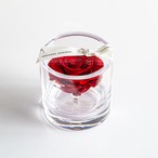 AMOROSA PF-7【ブリリアントS】ブライトレッド