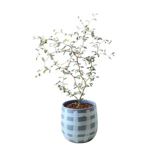 ソフォラ リトルベイビー(45cm)