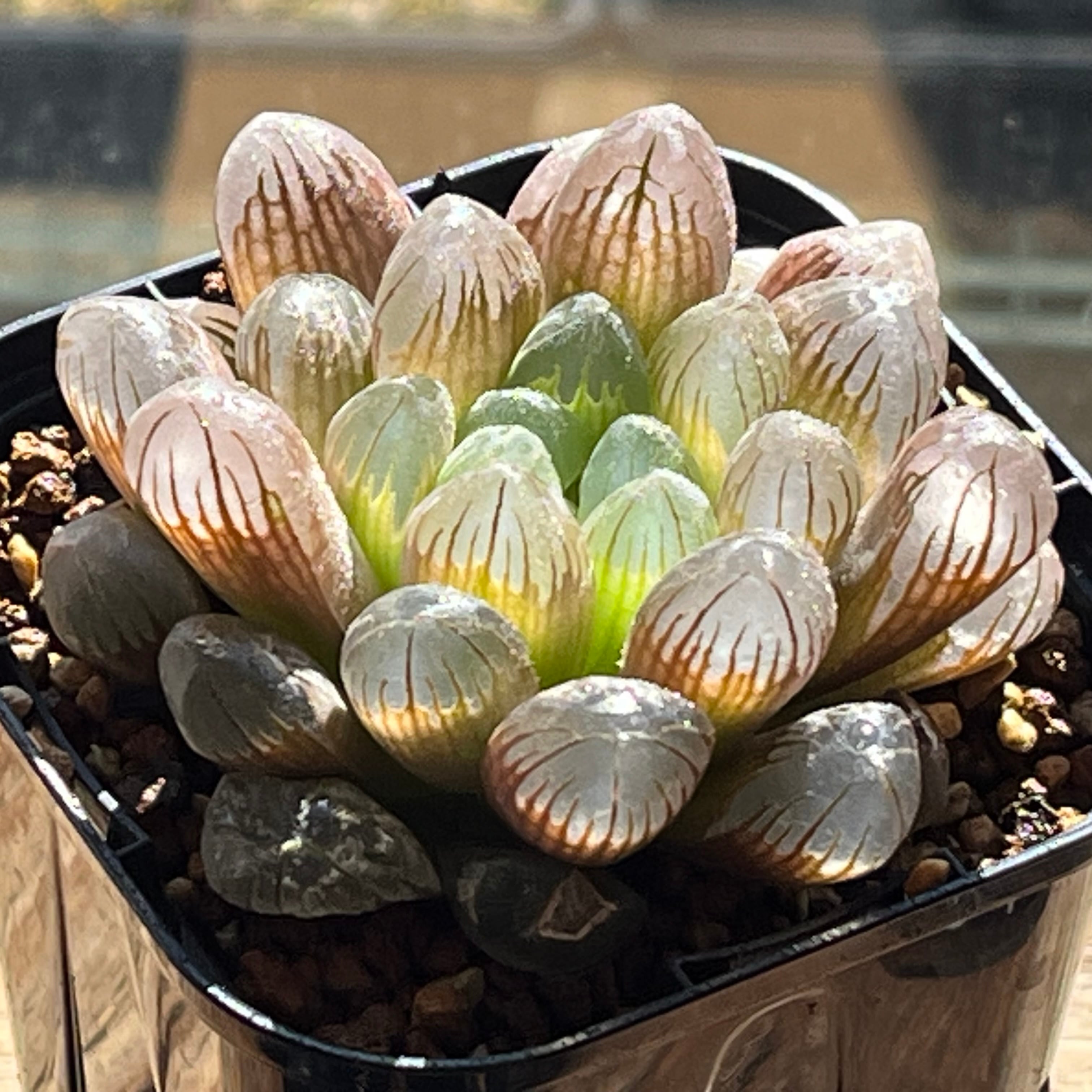 ハオルチア 多肉植物 オブツーサ錦 - 観葉植物 竜爪 ハオルシア 糊斑 