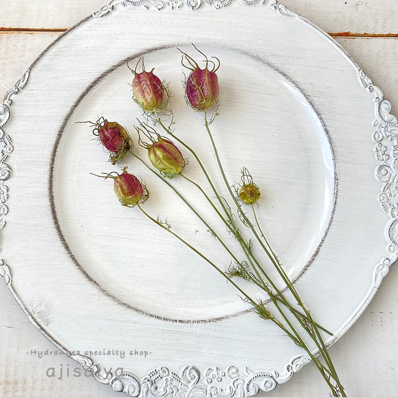 ニゲラ フレッシュグリーン フーセンポピー ドライフラワー 自然素材こわけ専門店 あじさいや ニゲラ フレッシュグリーン フーセンポピー ドライフラワー 自然素材こわけ専門店 あじさいや