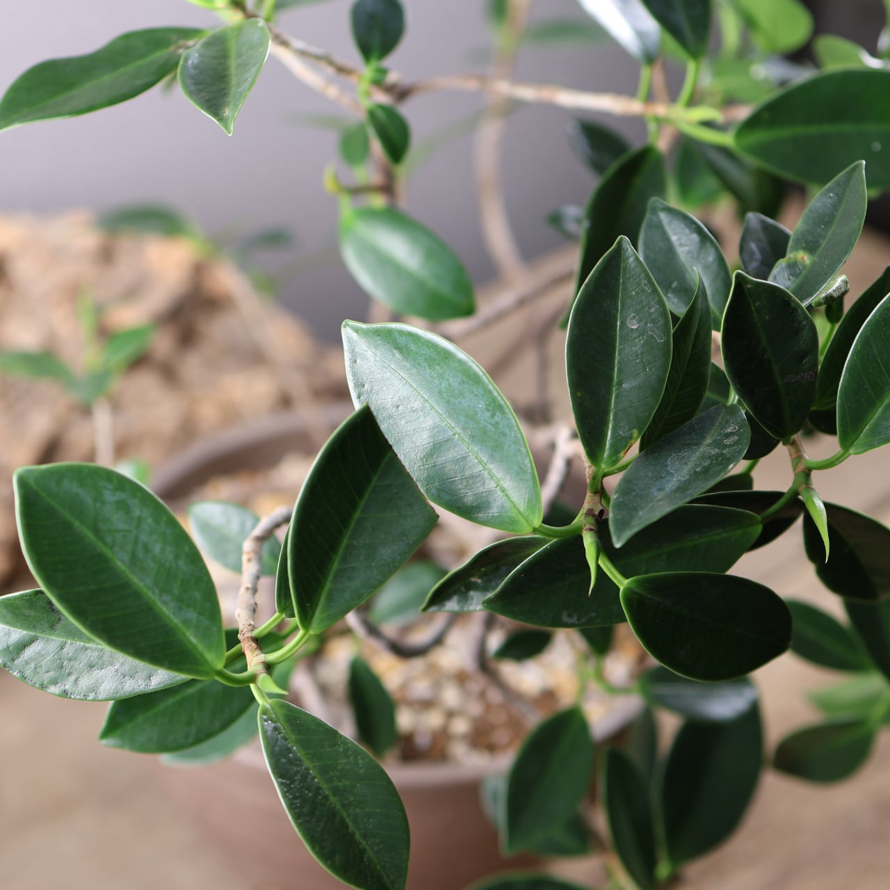 678『ガジュマル 盆栽仕立て』観葉植物【送料無料】 | MARX PLANTS