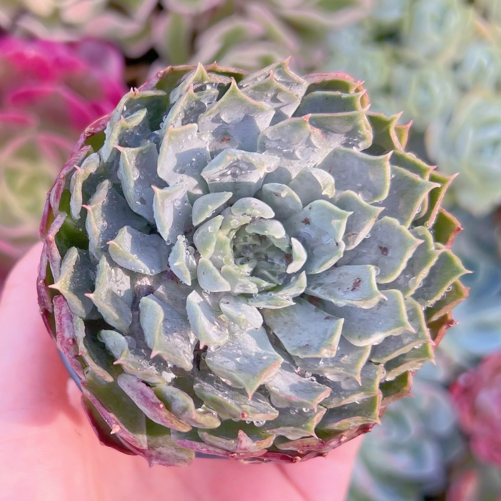 現品　朱砂痣#722　るる農園