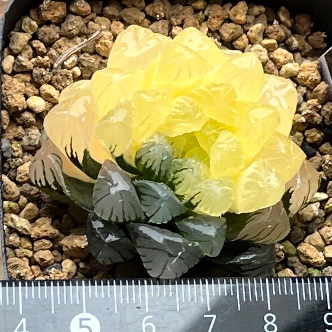 ハオルチア 雫石錦 | mocono_plants