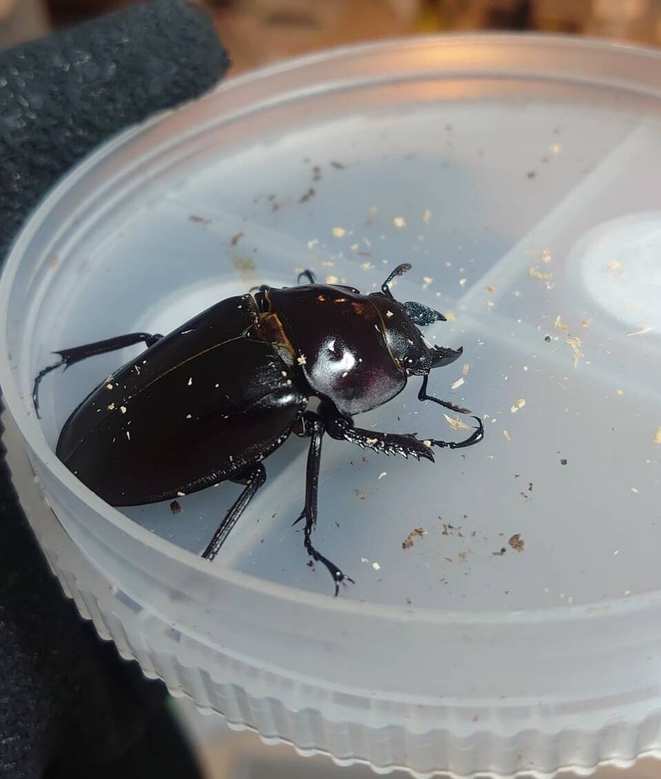 アマミマルバネクワガタ徳之島 ♂単品51mm(送料無料) | Beetle Shop Hachi