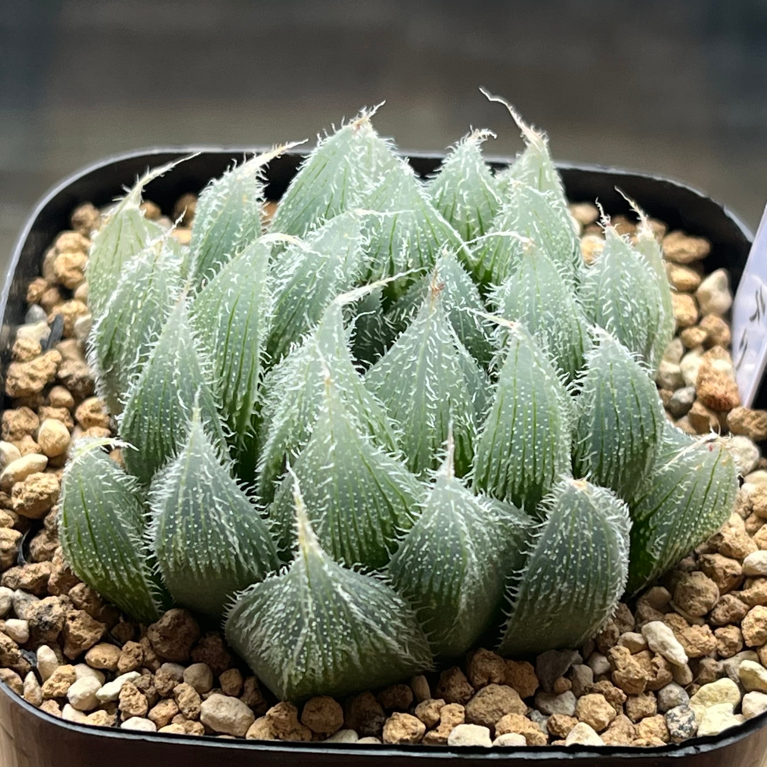 mocono_plants