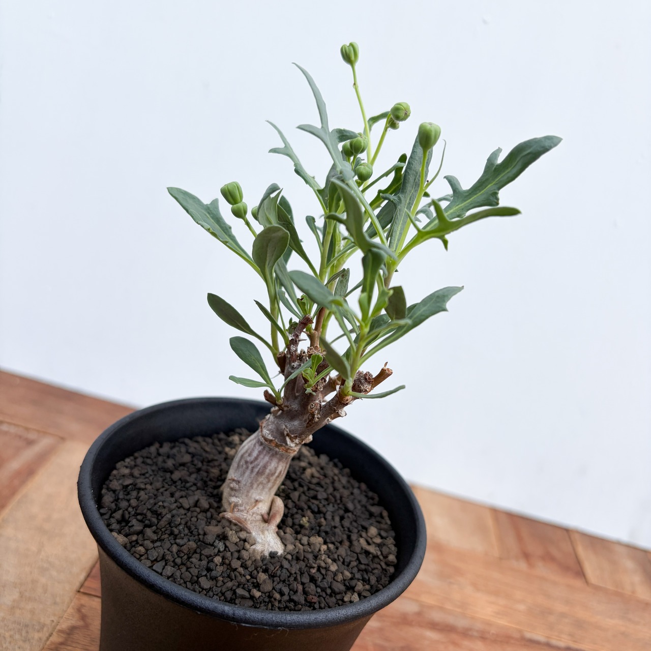 Othonna obtusiloba【オトンナ・オブツシロバ・実生】