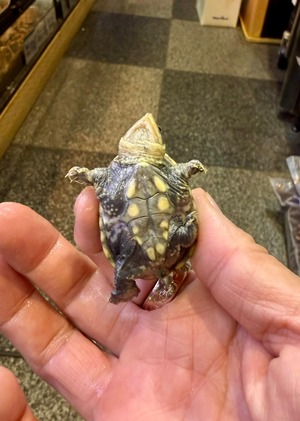 ハラガケガメ❺