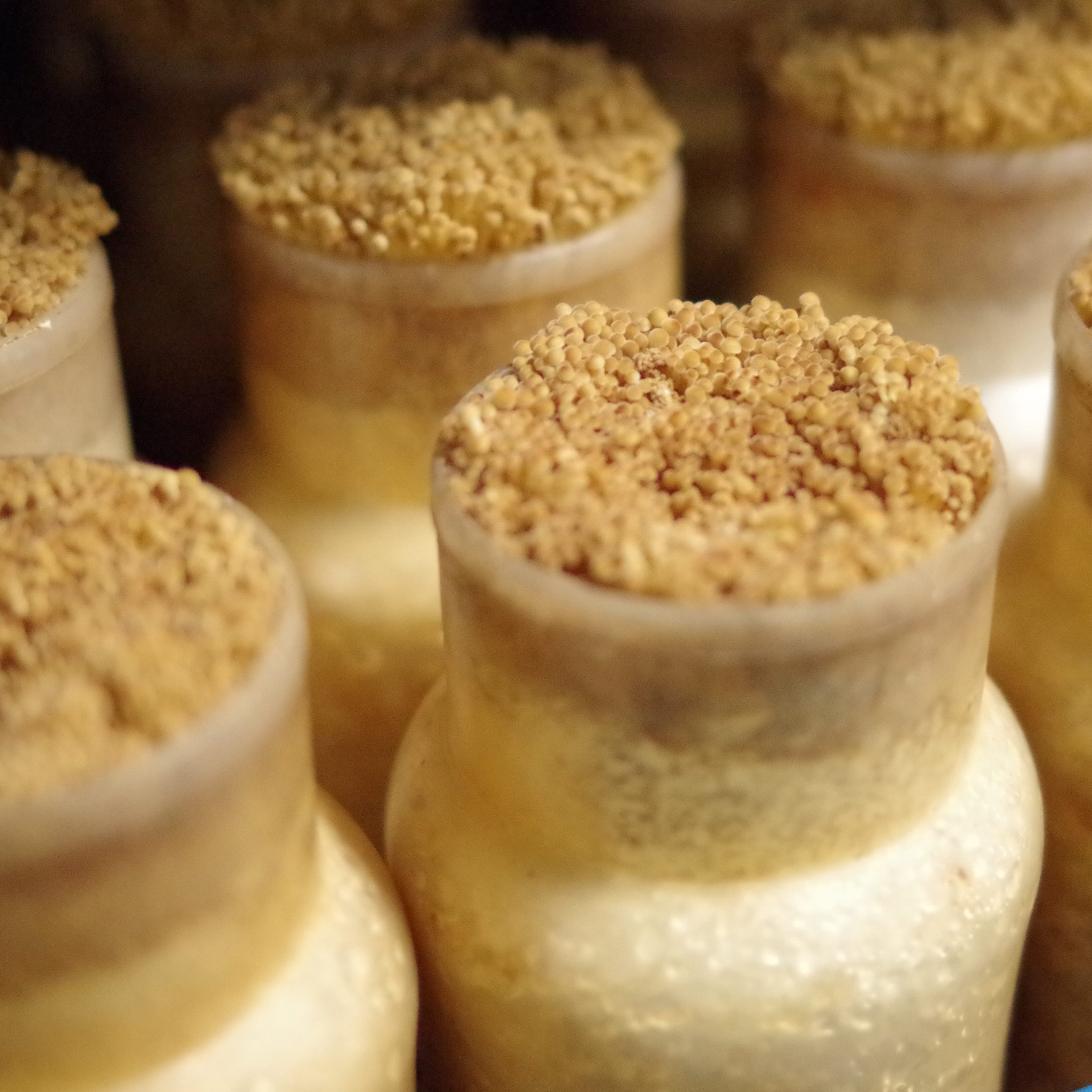 信州森のきのこ工房 長野県産 山茶えのき 6株 | 大將青果