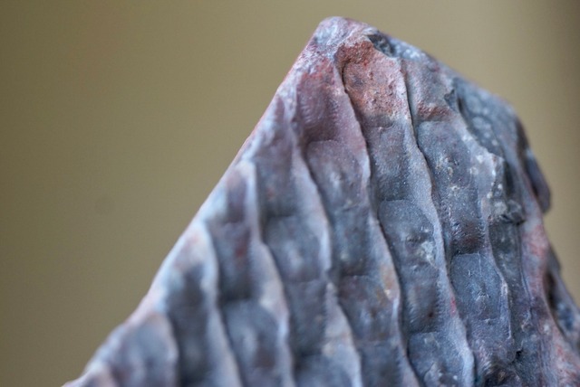 鱗木　Lepidodendoiron sp.