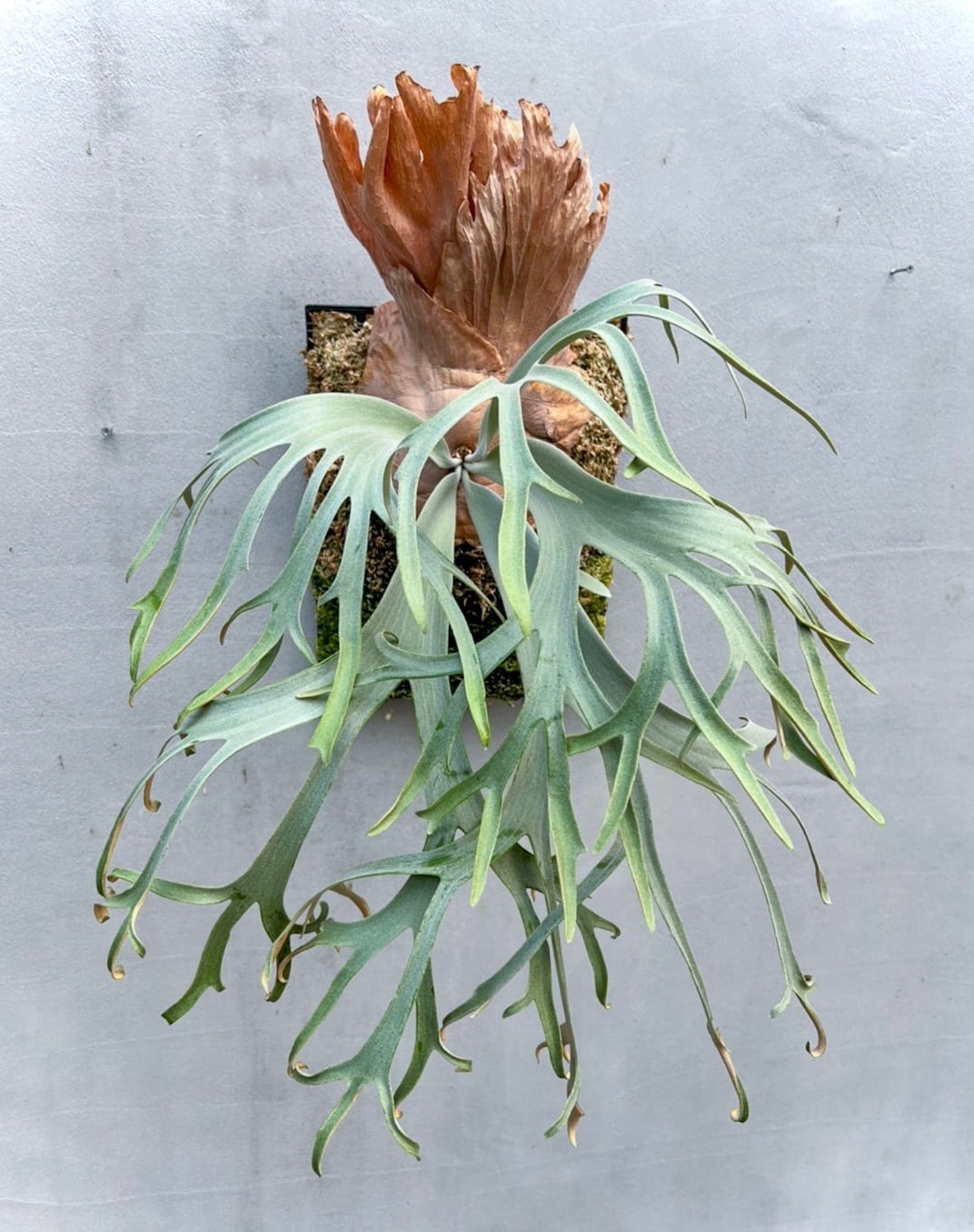 Platycerium_ビカクシダ | vandaka plants