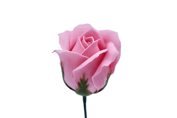 ゴールドバラG-P4 薄ピンク (15輪入りor25輪入り)