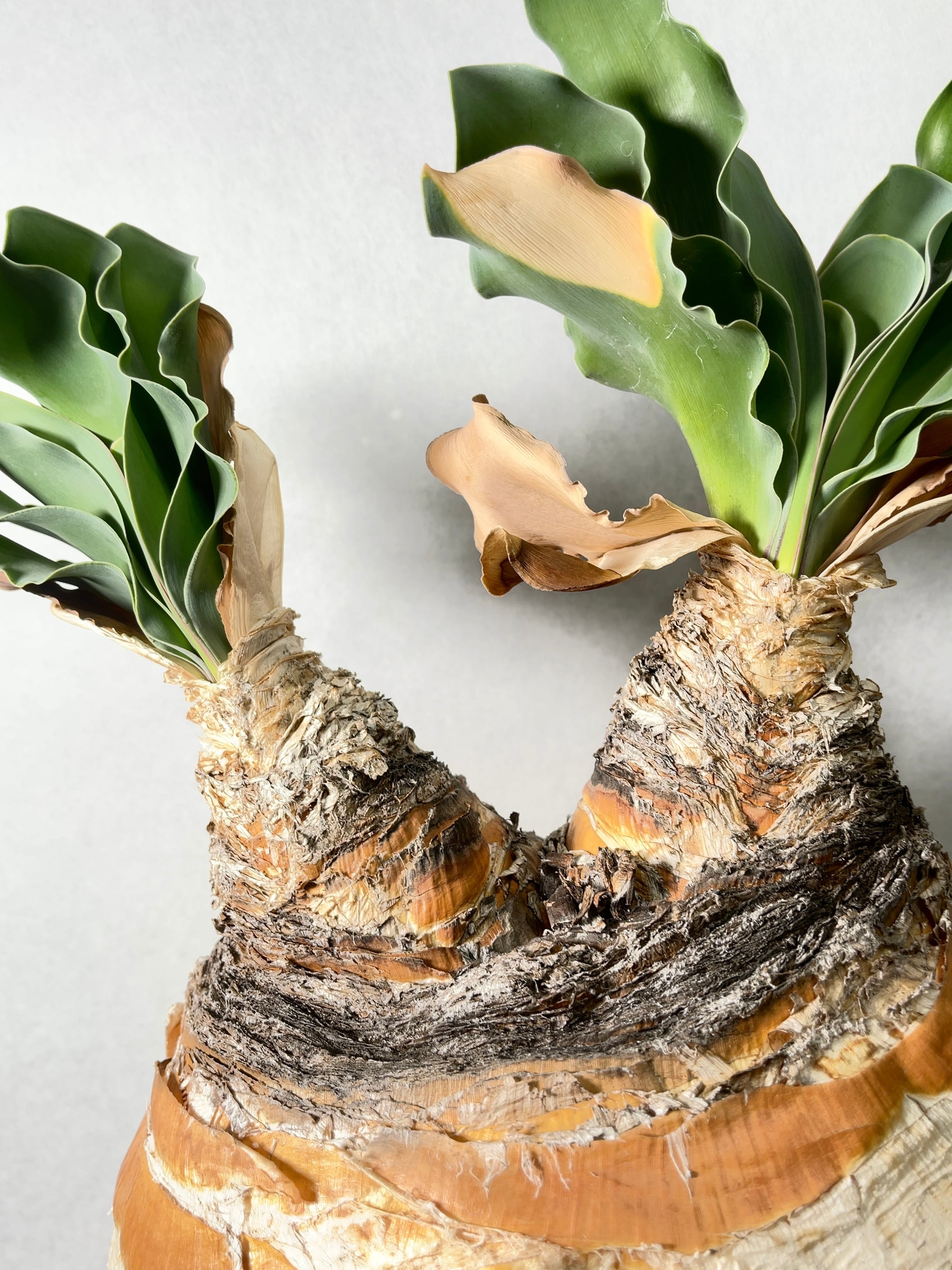 ブーファン・ハエマンソイデス(ダブルヘッド) | trigger