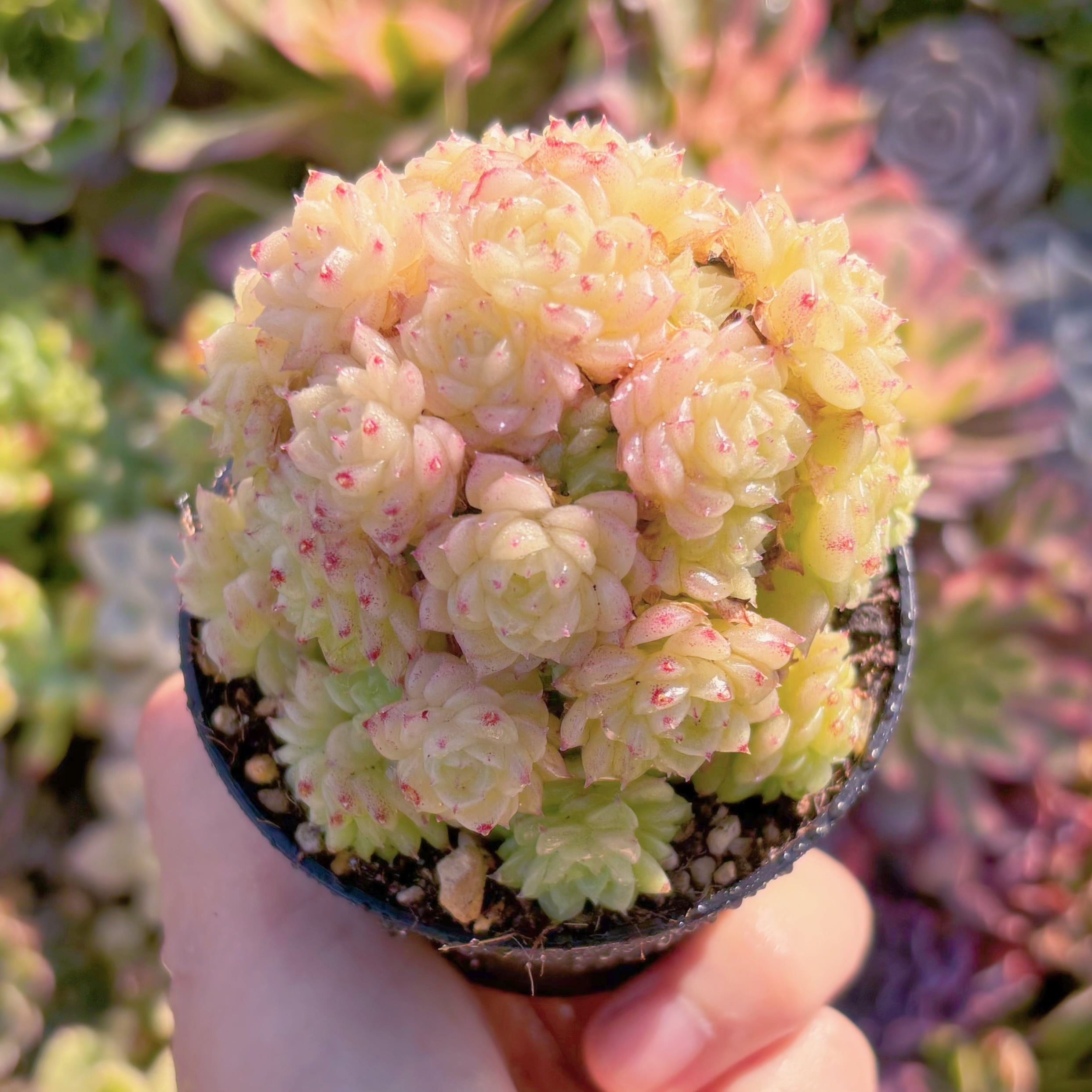 現品　レッドフラミンゴ#M147　群生　るる農園