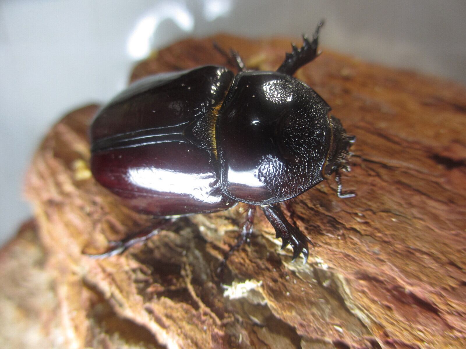 ヒルタスミツノカブト　新成虫ペア 新成虫ケンタウルスミツノカブト57mmペア | 外国産カブトムシ 成虫 | 極