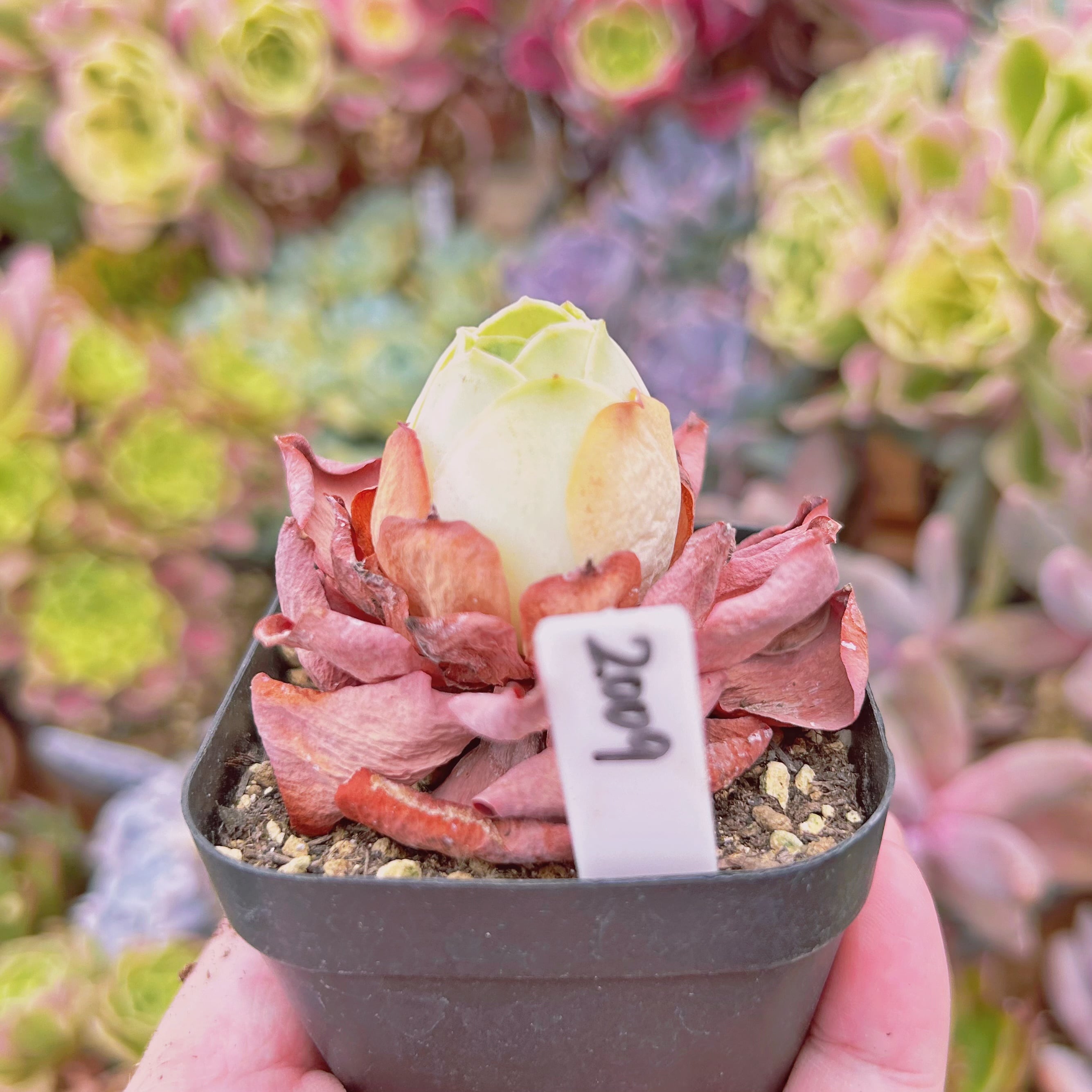 2009現物 多肉植物 グリノービア タマゴ 抜き苗 | るる農園~多肉植物専門