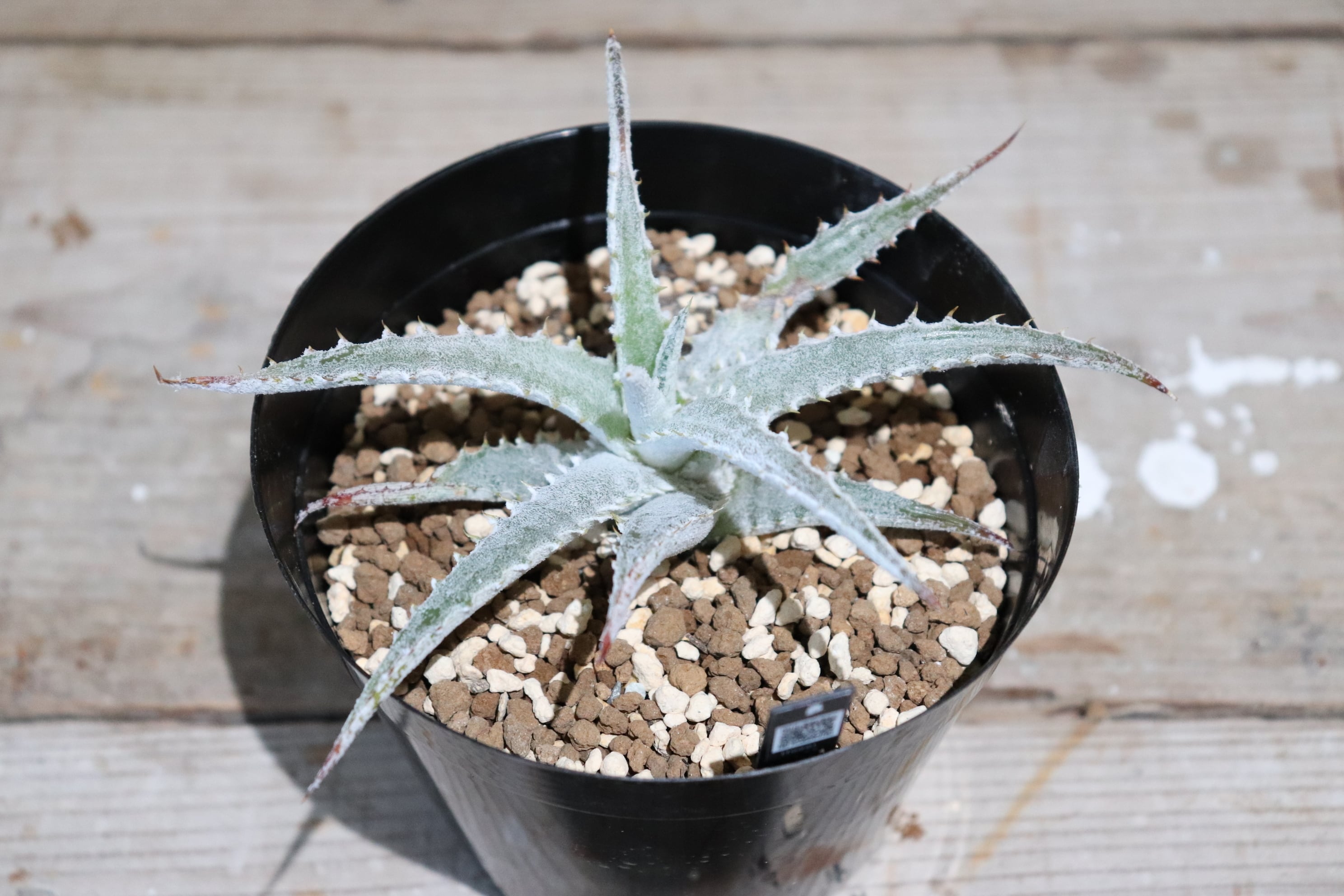 ヘクチア Hechtia 'Bill Paylen's Brother' ⑴ ブロメリア ヘクチア Hechtia 'Bill Paylen's Brother' ⑴ ブロメリア