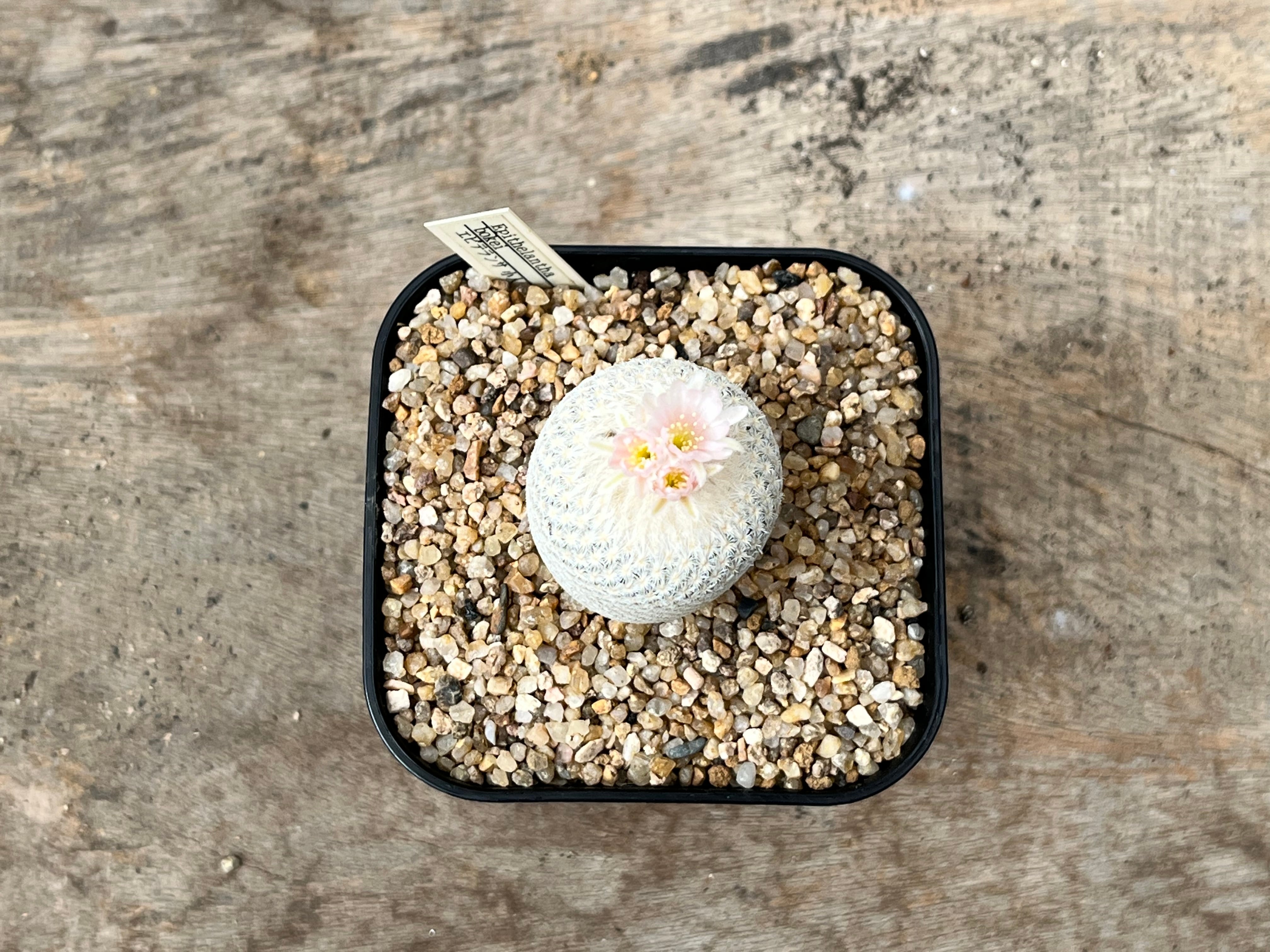Epithelantha horizonthalonius エピテランサ 小人の帽子 カキコ