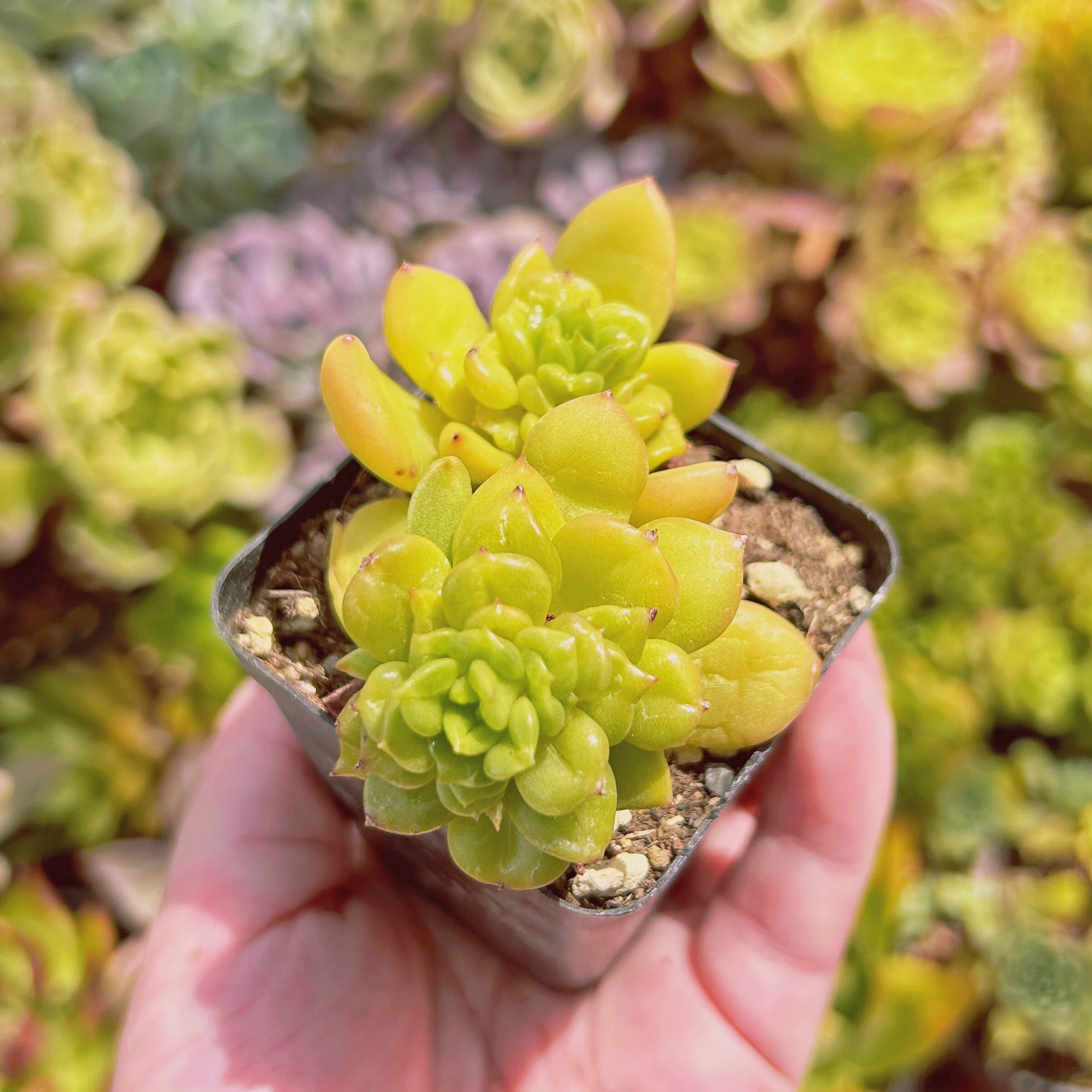 現物 多肉植物 林檎花 抜き苗 | るる農園~多肉植物専門 現物 多肉植物 林檎花 抜き苗 | るる農園~多肉植物専門