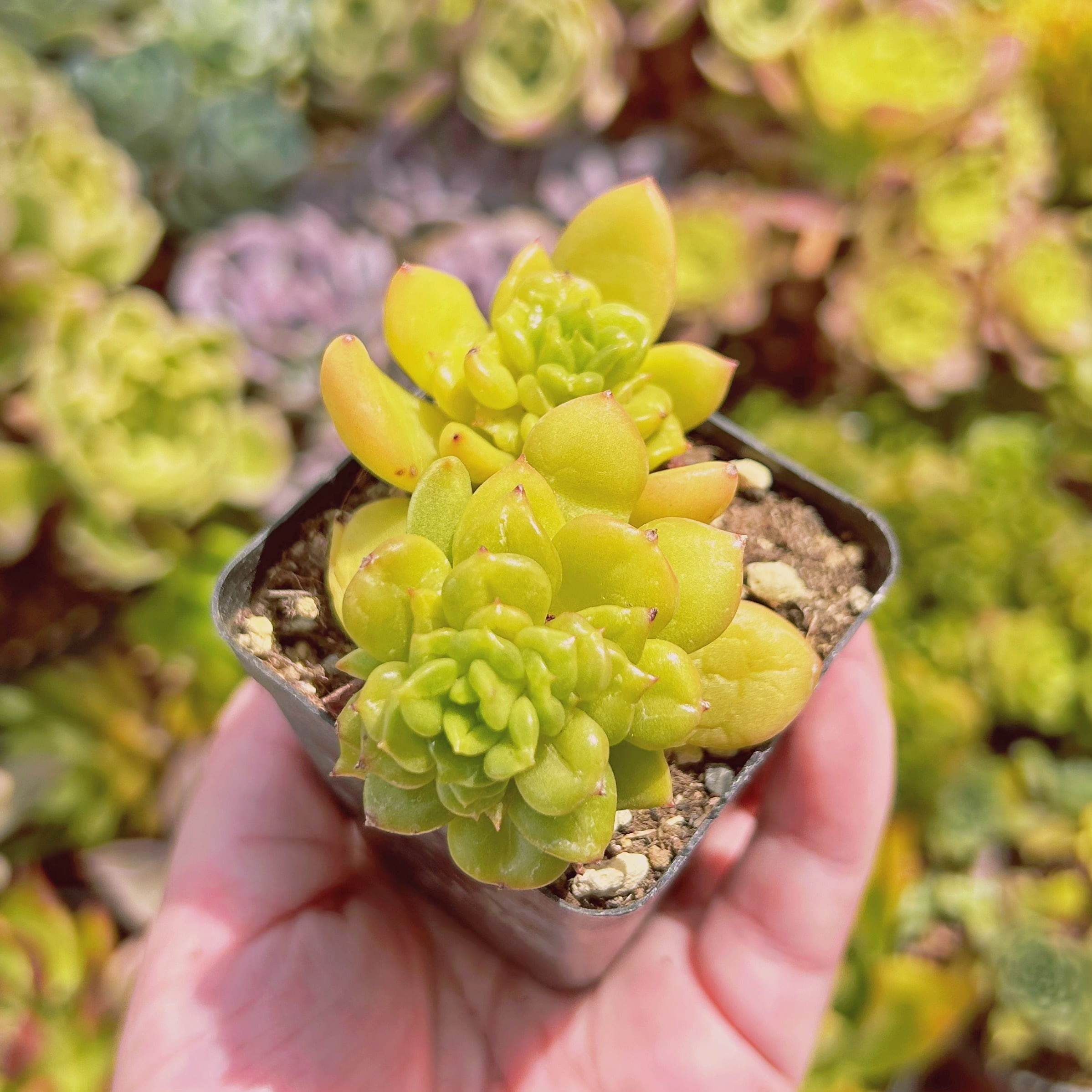 現物　多肉植物    林檎花　抜き苗