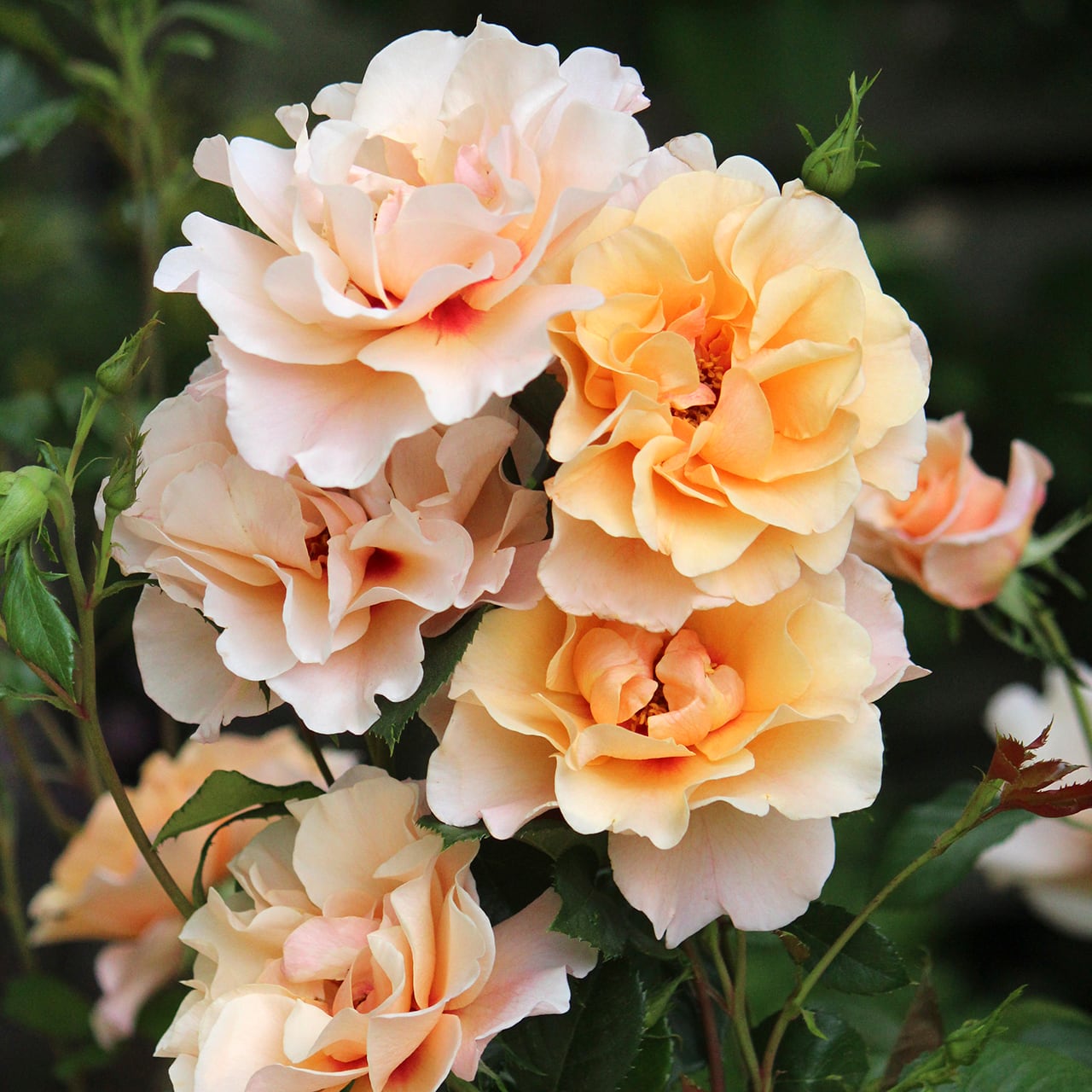 ☆最新品種☆ バラ大苗 モーニング・ライト【ワーナー】 ＜3月中旬発送