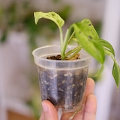 Monstera adansonii Mottled / モンステラ アダンソニー ミント㉝ / 観葉植物