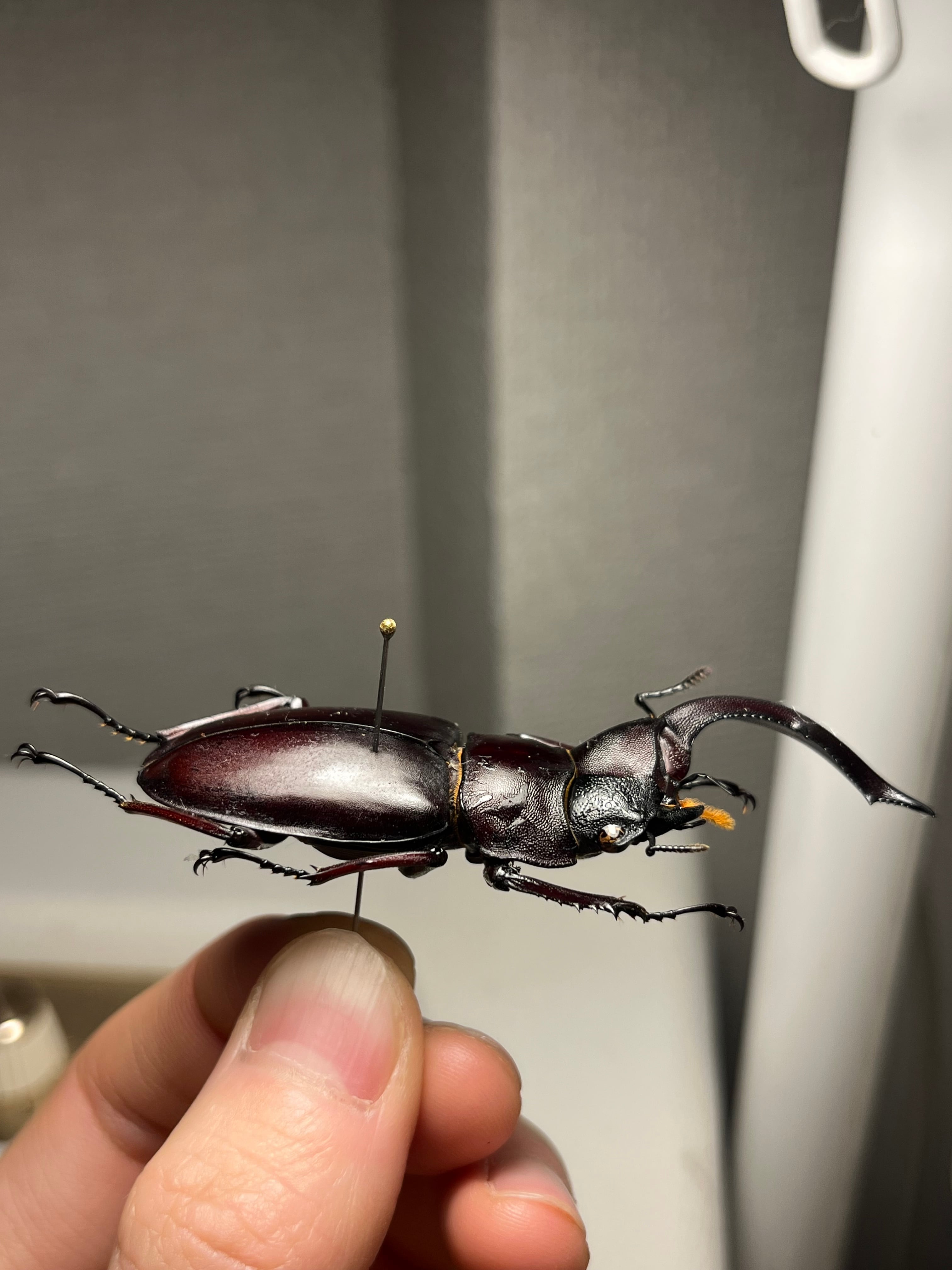 雌雄同体】マンディブラリスフタマタクワガタ Hexarthrius